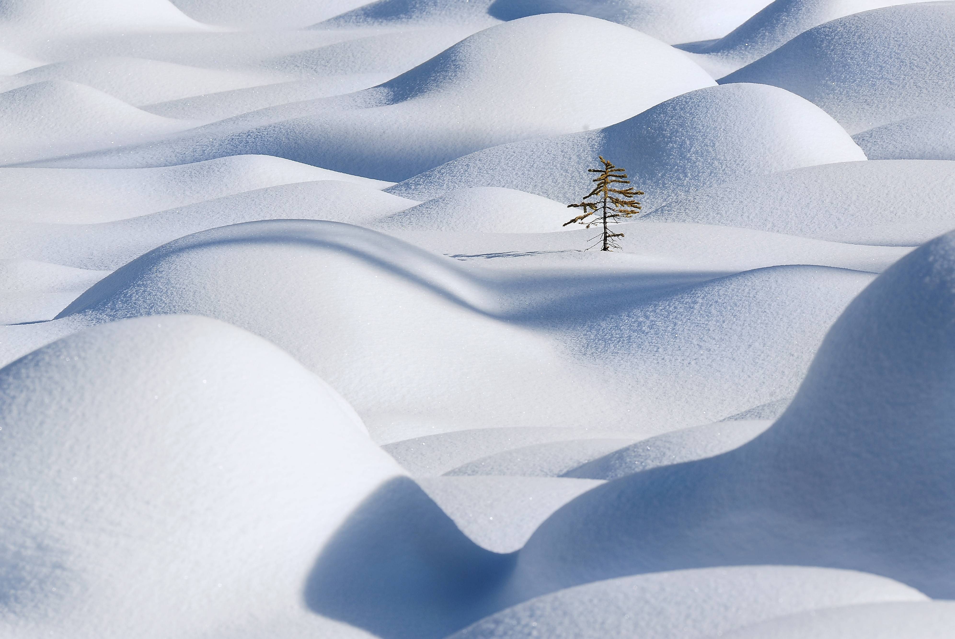 4K, Clean, Snow, Fir-tree, Snowdrift, 4k, HD Wallpaper