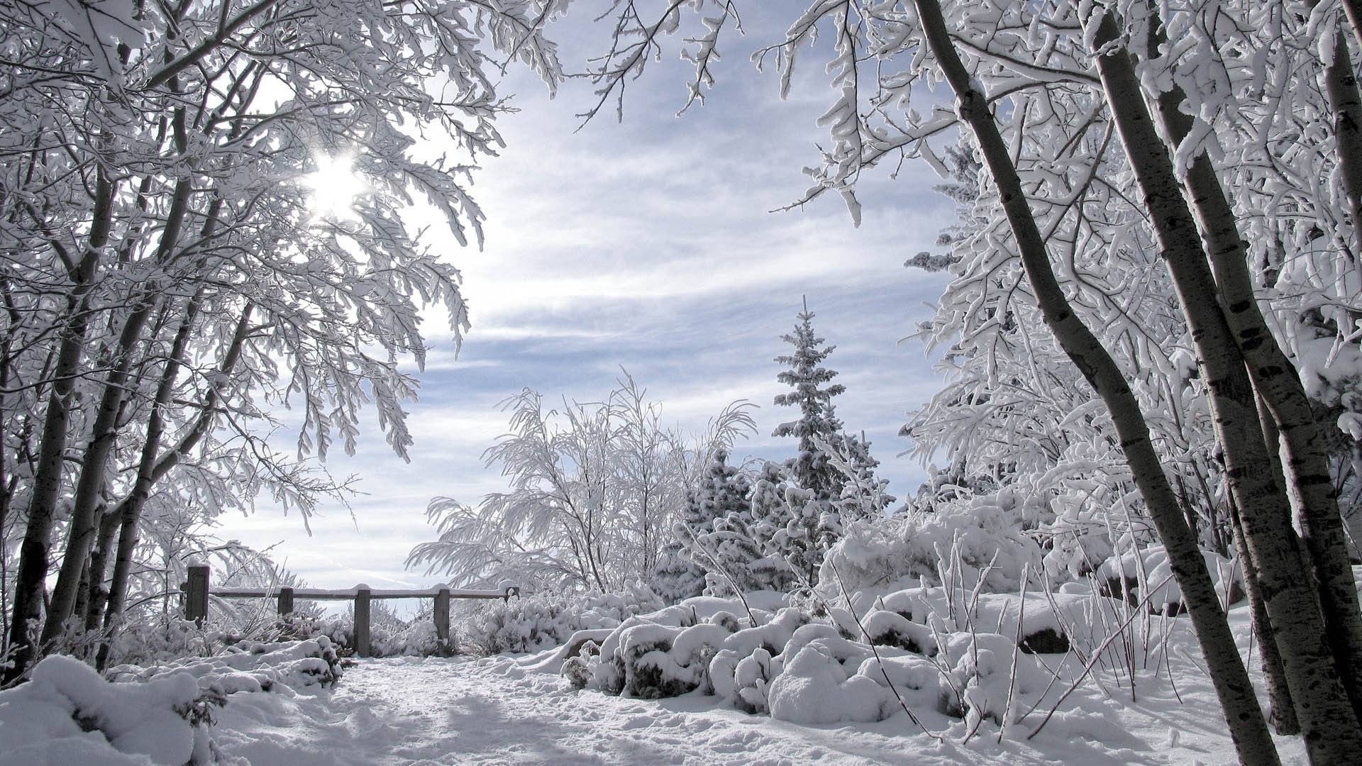 climate, tranquil Scene, christmas, day, outdoors, landscape, forest, branch, beauty In Nature, plant, cold temperature, rural Scene, ground, december, HD Wallpaper