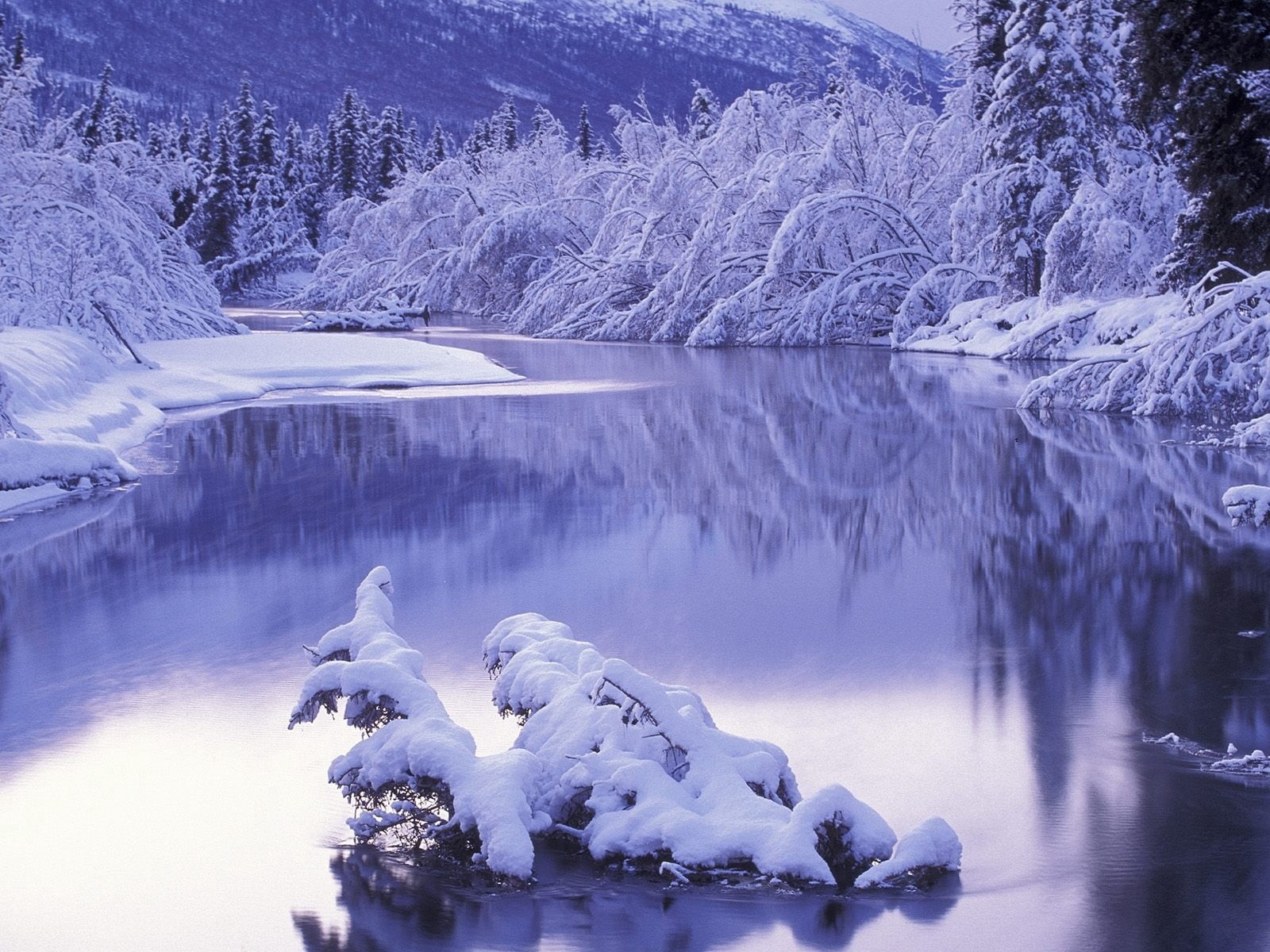season, non-Urban Scene, tranquility, snow, coniferous tree, snowdrifts, beauty In Nature, white, near, reflection, nature, trees, arctic, woodland, HD Wallpaper
