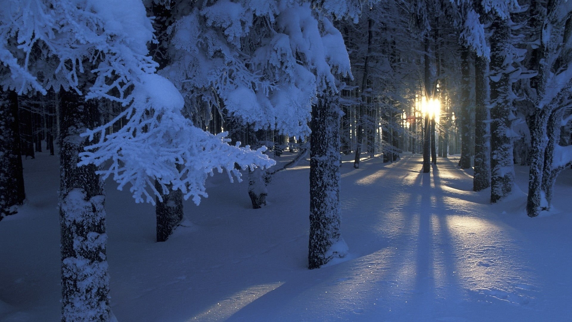 lighting equipment, forest, cold, dusk, scenics - nature, light - Natural Phenomenon, non-Urban Scene, day, dawn, land, woodland, sky, beauty In Nature, HD Wallpaper