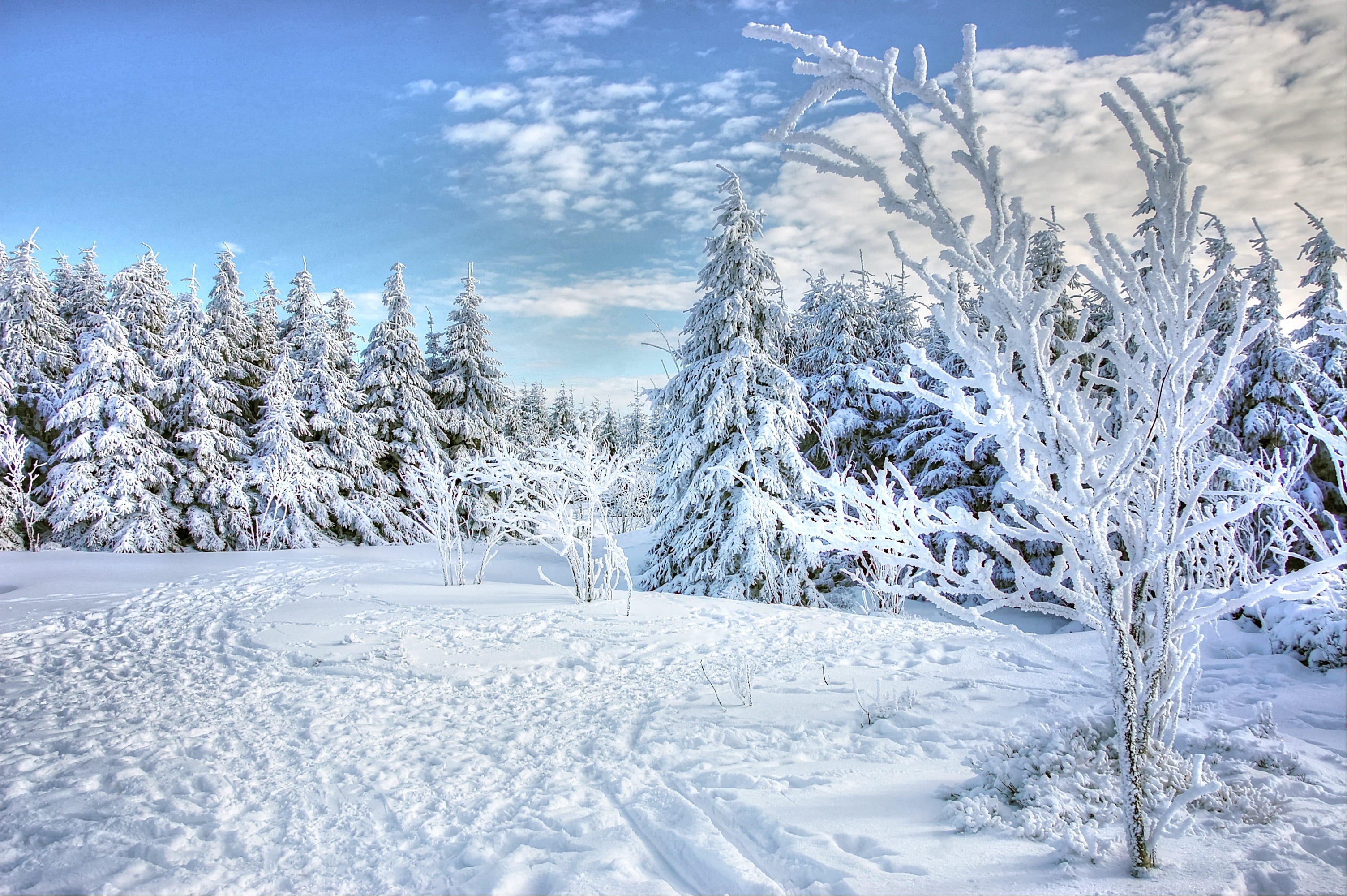wood, tranquil scene, tree, mountain, covered, evergreen tree, 2K, weather, cloud - sky, blue, land, winter, coniferous tree, forest, deep snow, snowy, HD Wallpaper