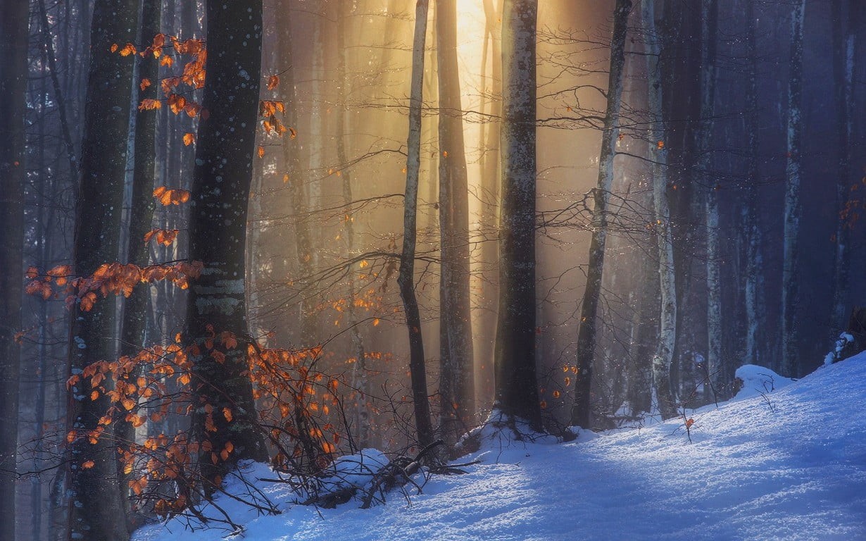 trunk, plant, frozen, sun rays, snowcapped mountain, landscape, red, cold, land, leaves, tree, sunlight, outdoors, trees, beauty in nature, tranquility, HD Wallpaper