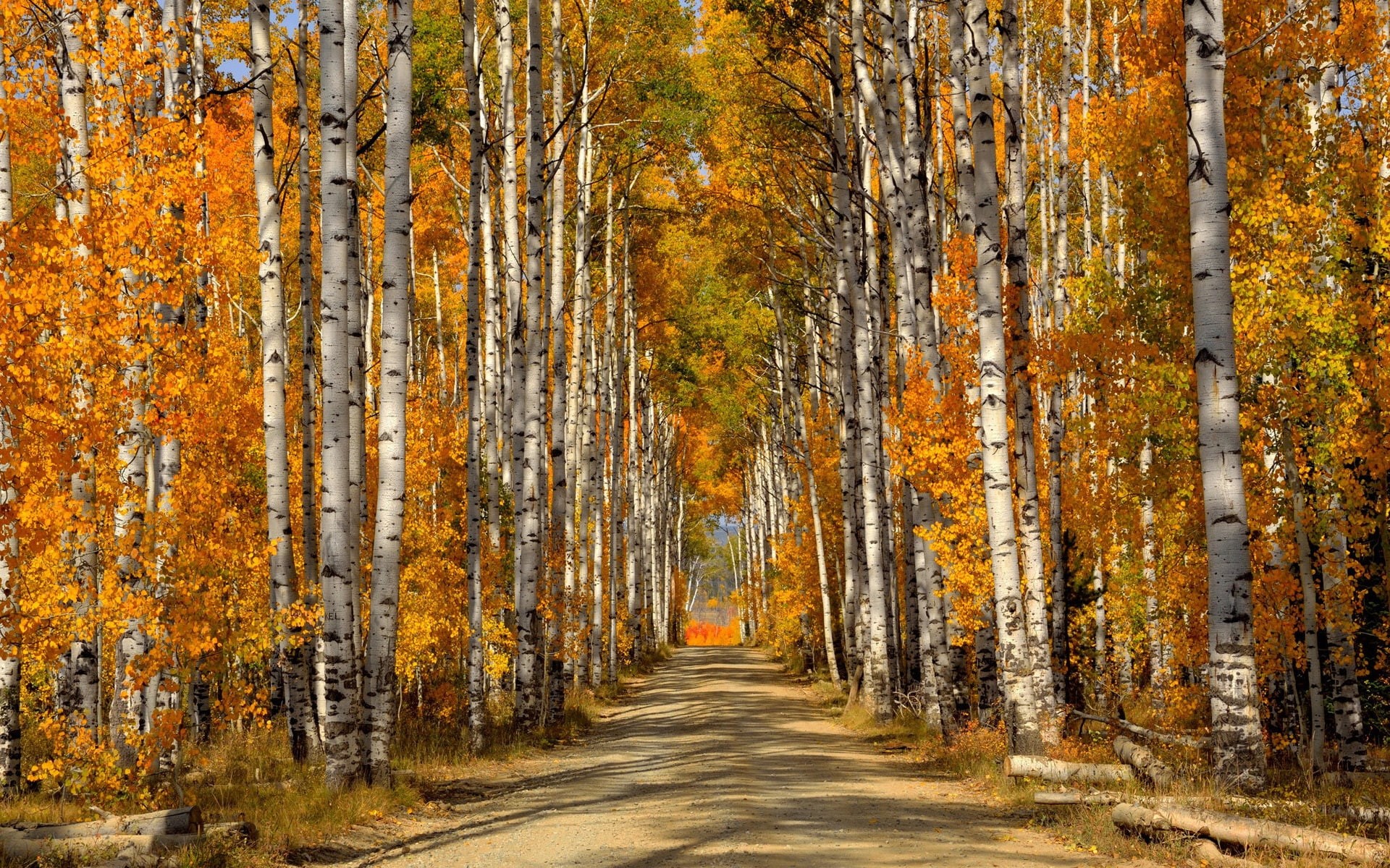 Birch, 1080P, Forest, Autumn, Road, Leaves, Trees, HD Wallpaper