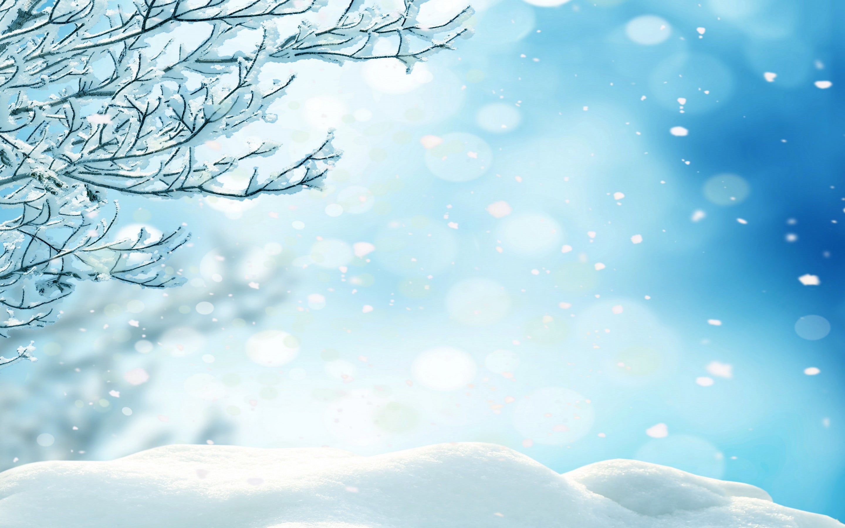forest, nature, winter, 2K, snow, trees, snowflakes, HD Wallpaper