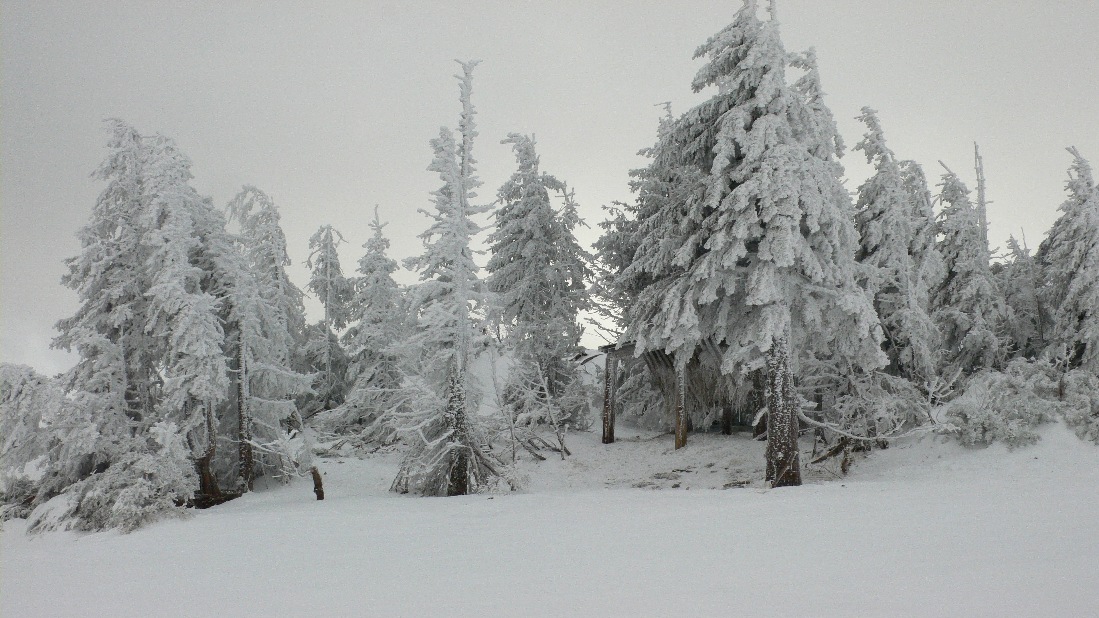 winter, day, weather, woodland, tranquility, forest, no People, blue, non-Urban Scene, tranquil Scene, vacations, fir Tree, sky, scenics, nature, blizzard, HD Wallpaper