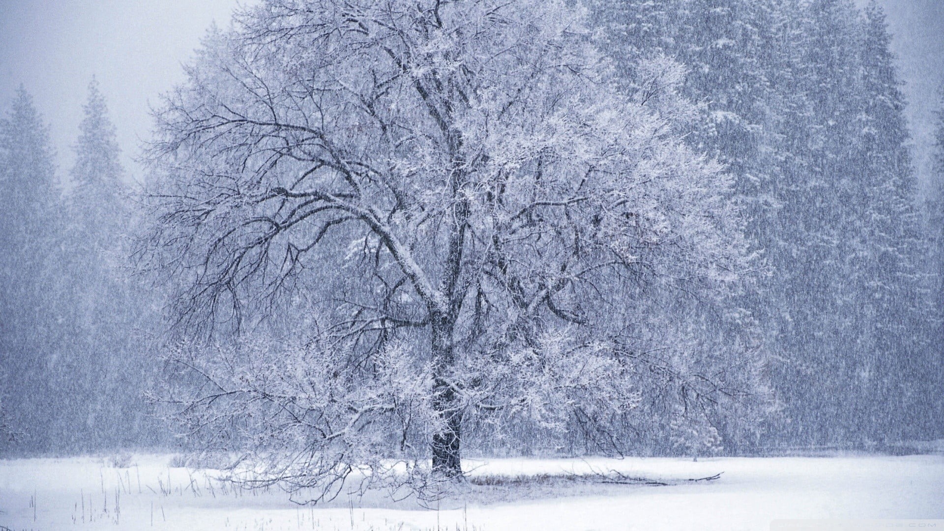 trees, plant, tranquil scene, beauty in nature, covered, gray, non-urban scene, bare tree, winter, snow, scenics - nature, land, extreme weather, tree, HD Wallpaper