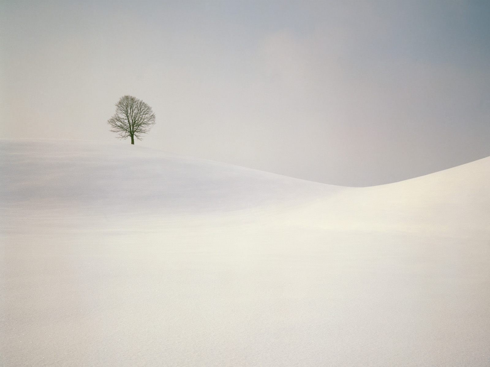 720P, snowing, covered, snow, landscape, sky, winter, no people, idyllic, single tree, tranquil scene, mountain, cold temperature, tranquility, day, land, HD Wallpaper