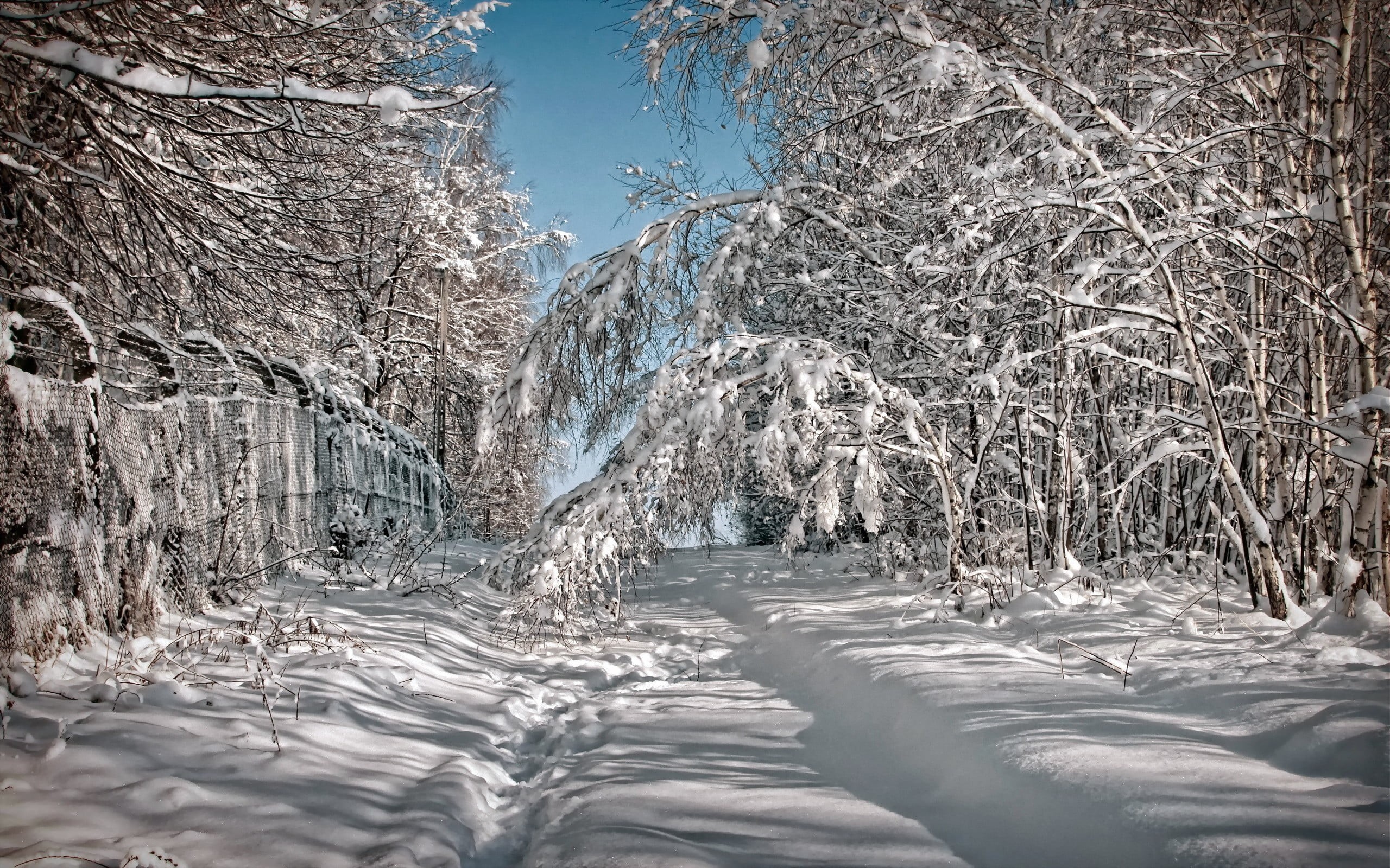 tree, snowcapped mountain, winter, white color, icicle, nature, non-urban scene, snow, frozen, ice, outdoors, tranquil scene, covered, environment, no people, HD Wallpaper