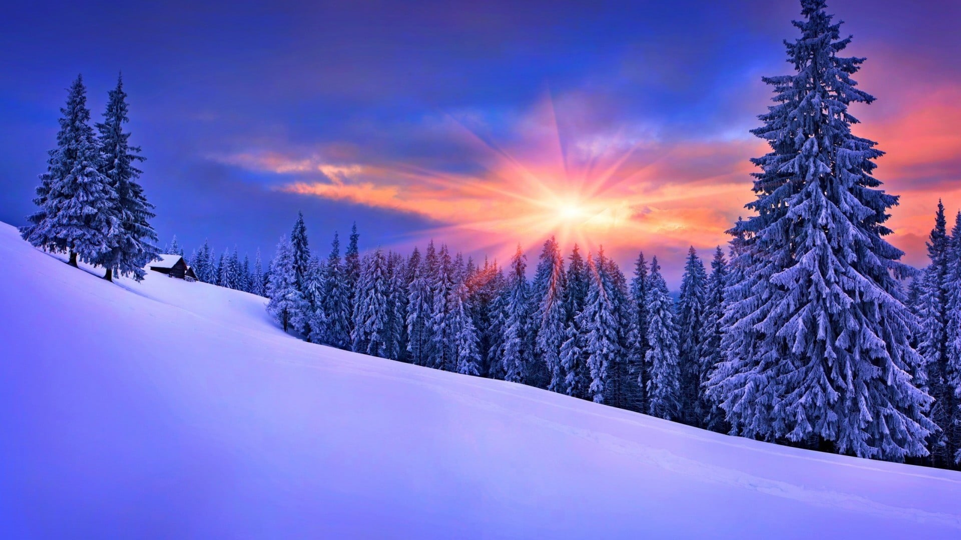 tranquil scene, trees, beauty in nature, lens flare, no people, snow, tranquility, sun, tree, 1080P, forest, sunset, winter, plant, scenics - nature, woodland, HD Wallpaper