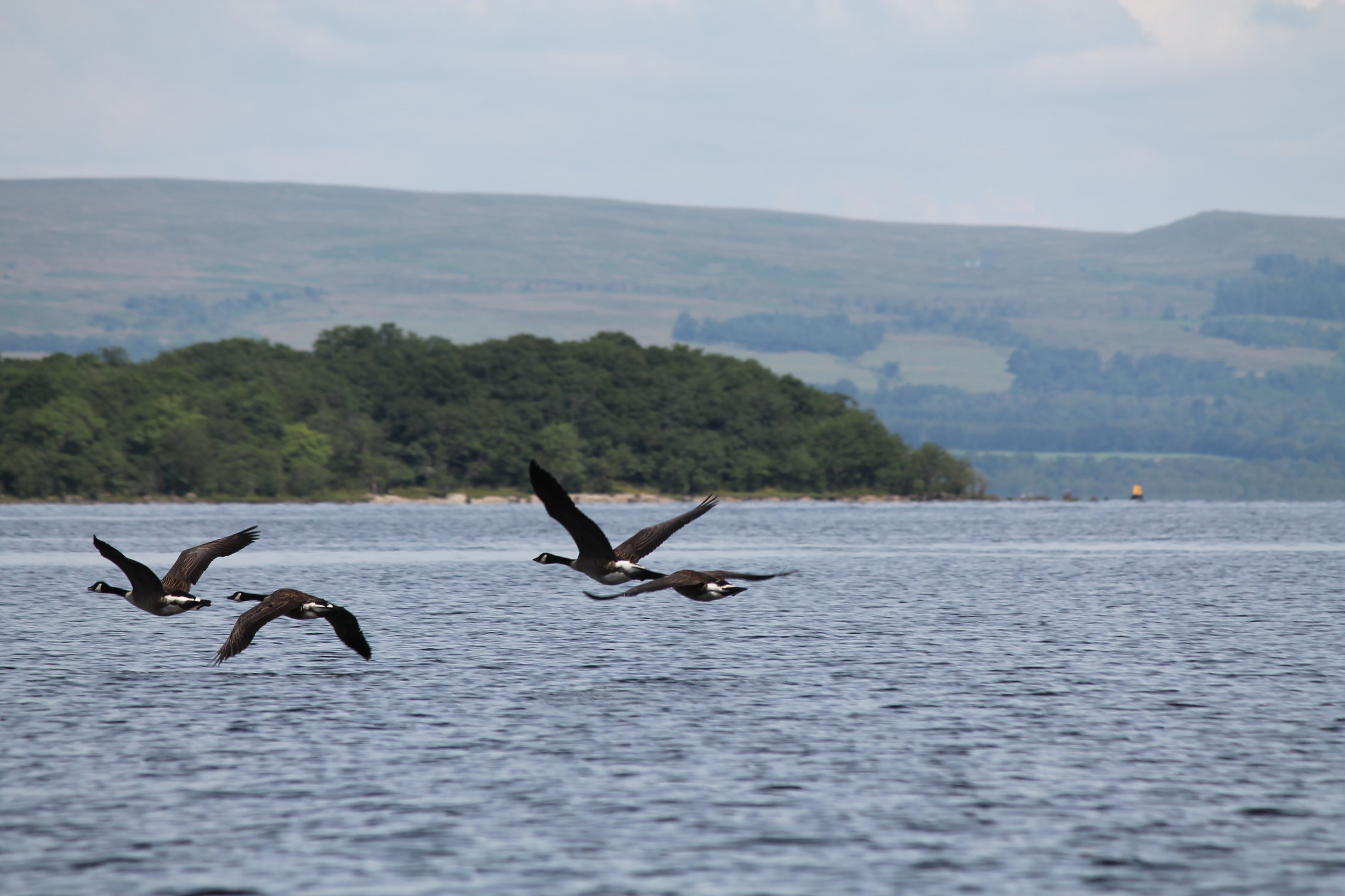 loch lomond, mountain, beauty in nature, nature, birds, bird, 4K, waterfront, non-urban scene, sea, animals in the wild, animal themes, group of animals, HD Wallpaper