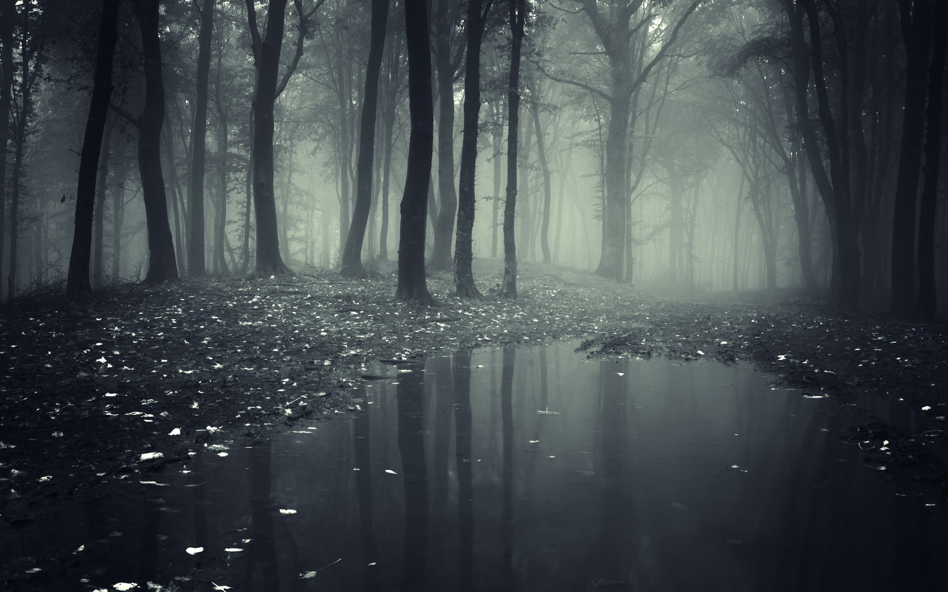land, plant, dark, magic, puddle, light - Natural Phenomenon, growth, tree, scenics, forest, morning, tranquil Scene, foggy, woodland, fantasy, backgrounds, HD Wallpaper