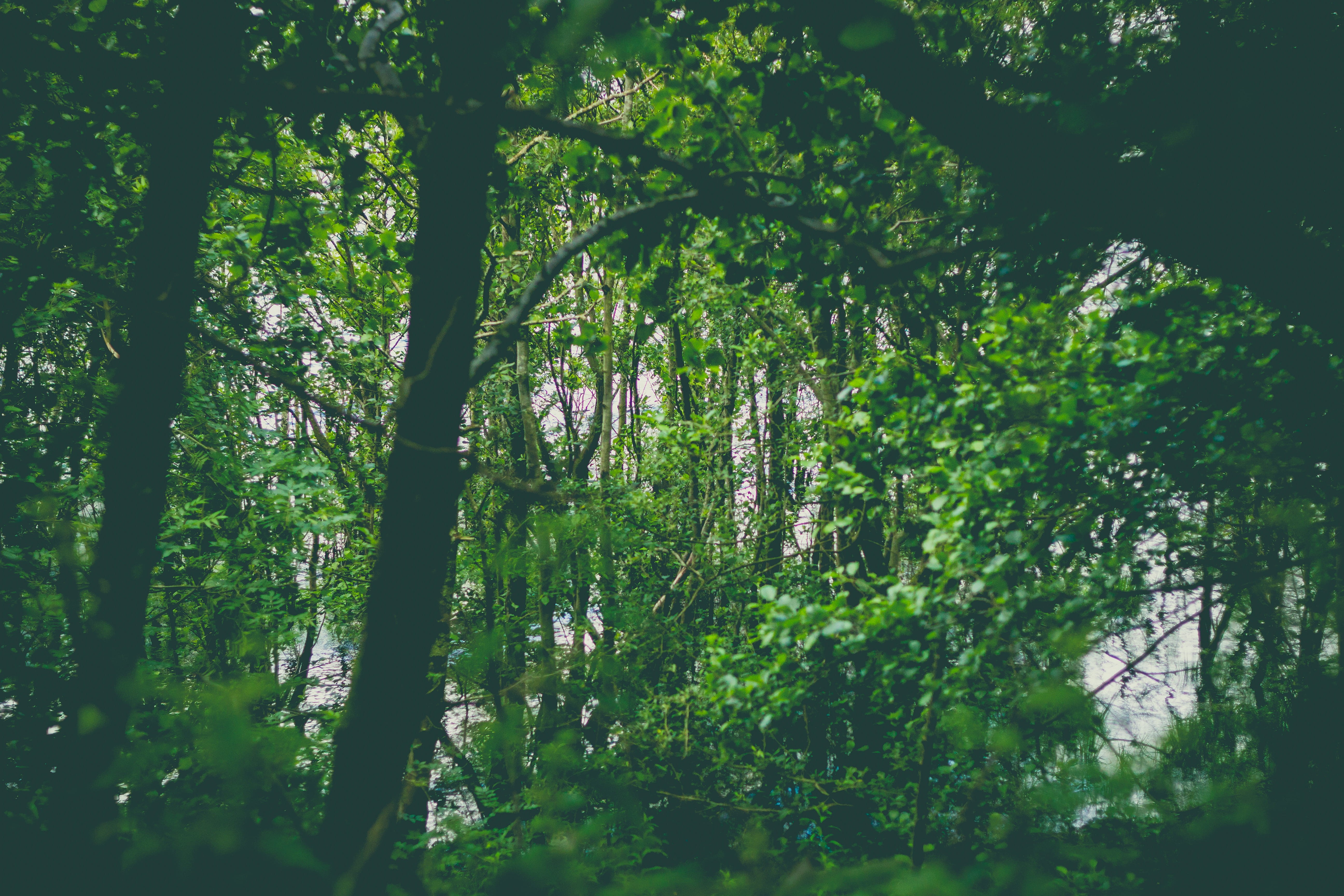green, woodland, lush foliage, trunk, reflection, loch lomond, scotland, tranquil scene, tranquility, 5K, tree trunk, nature, no people, non-urban scene, HD Wallpaper
