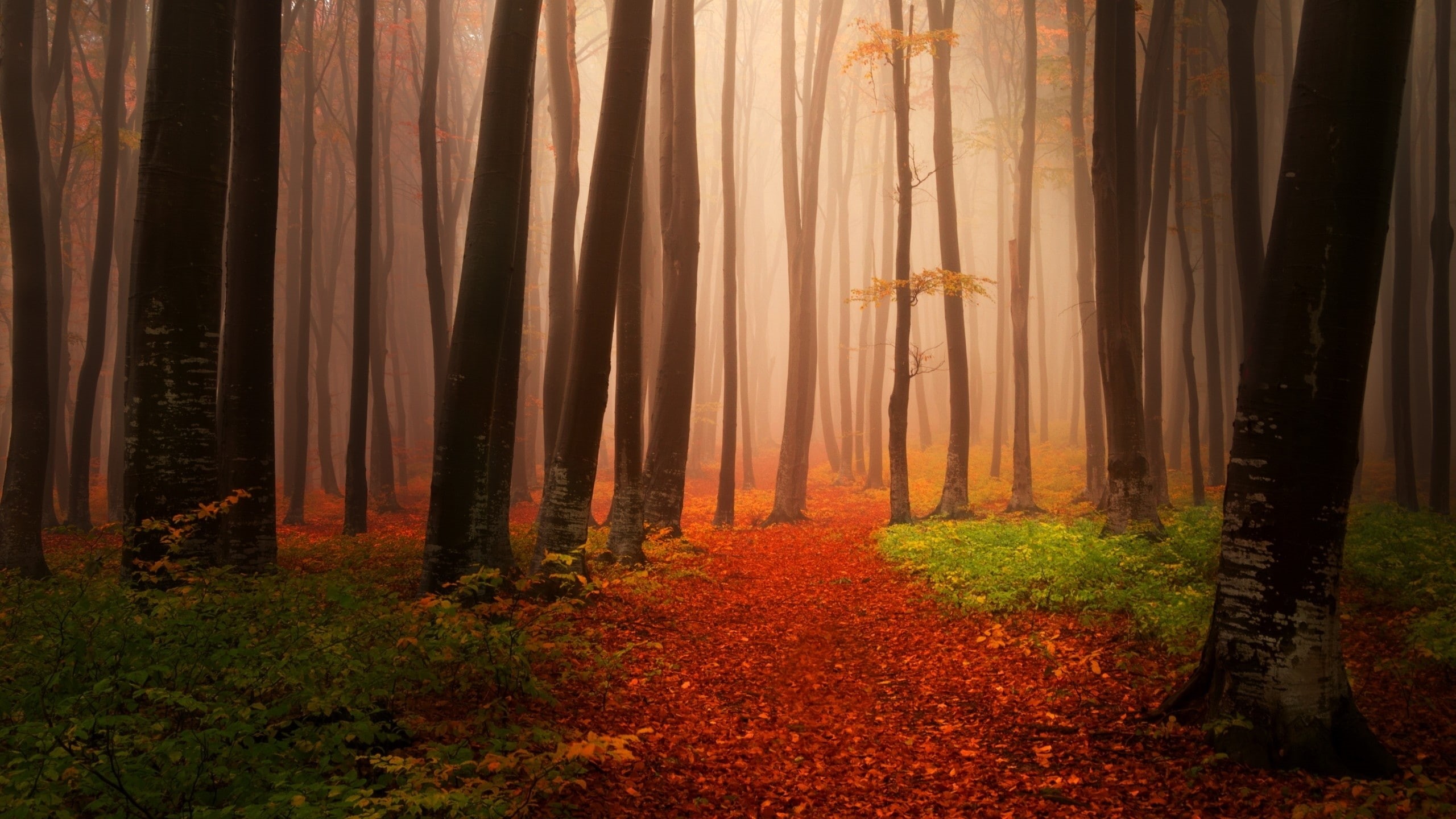 Autumn, 2K, Foggy, Forest, Misty, HD Wallpaper