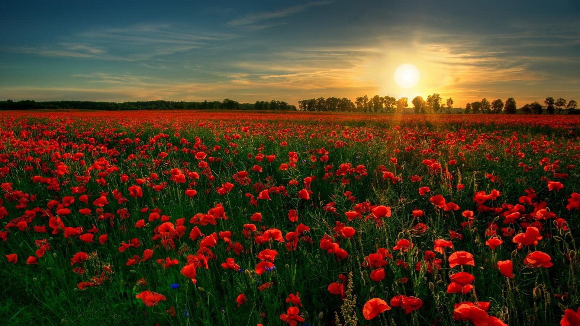 no people, landscape, freshness, 1080P, growth, sky, plant, flower head, beauty in nature, springtime, red, sunset, field, sun, flowerbed, environment, HD Wallpaper