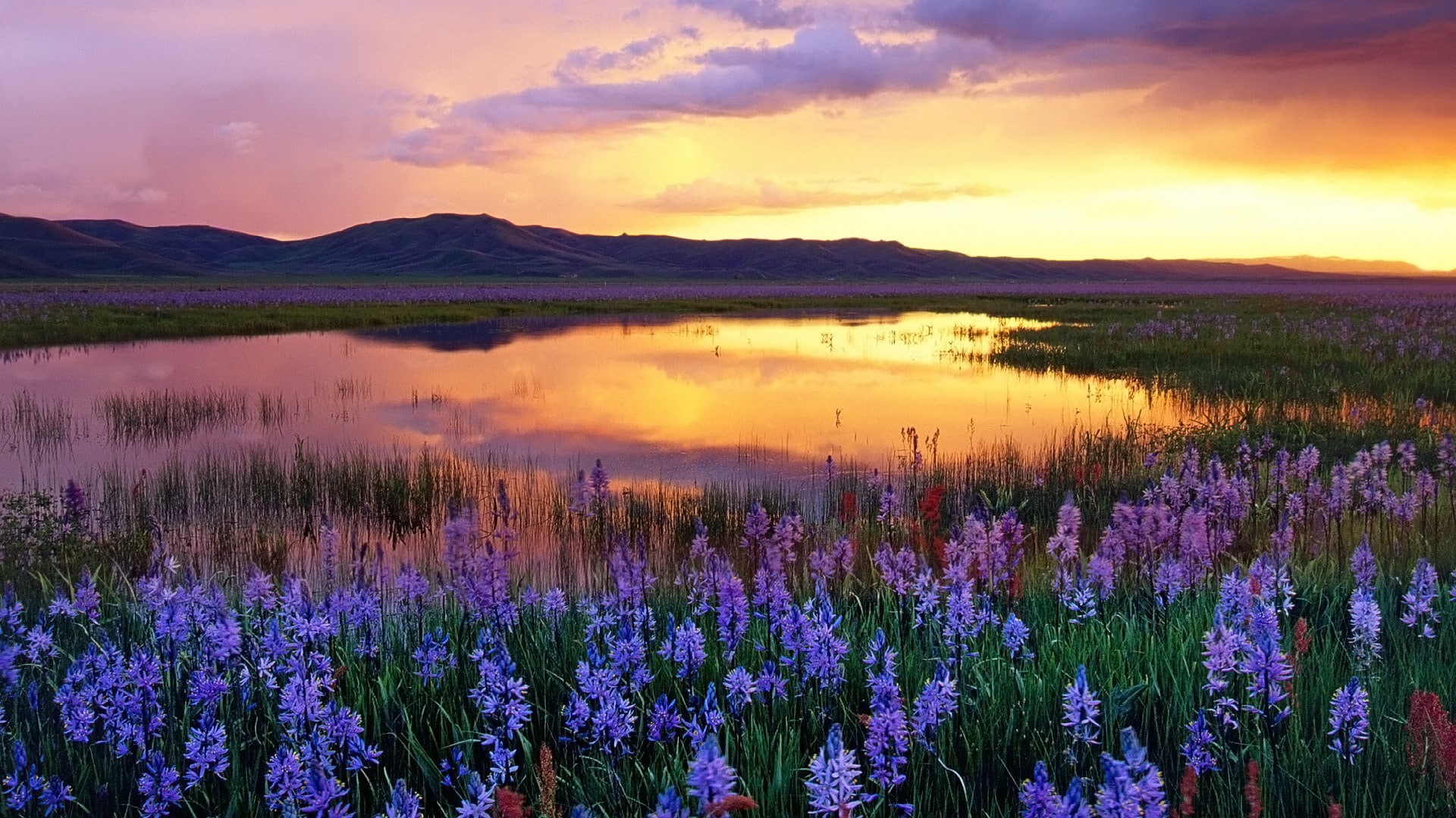 land, reflection, 1080P, cloud - sky, scenics - nature, water, flowering plant, sky, growth, lake, outdoors, sunset, purple, no people, tranquil scene, HD Wallpaper