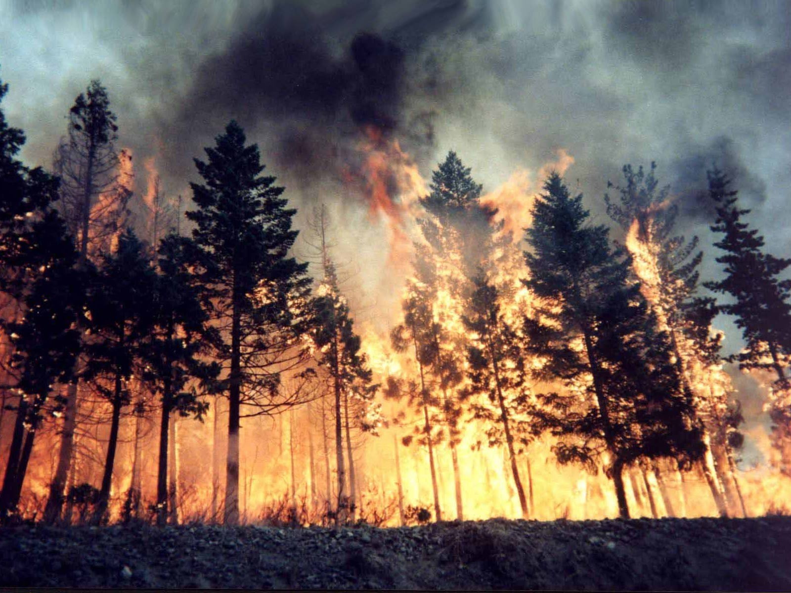 wildfire, forest, fire, 720P, HD Wallpaper
