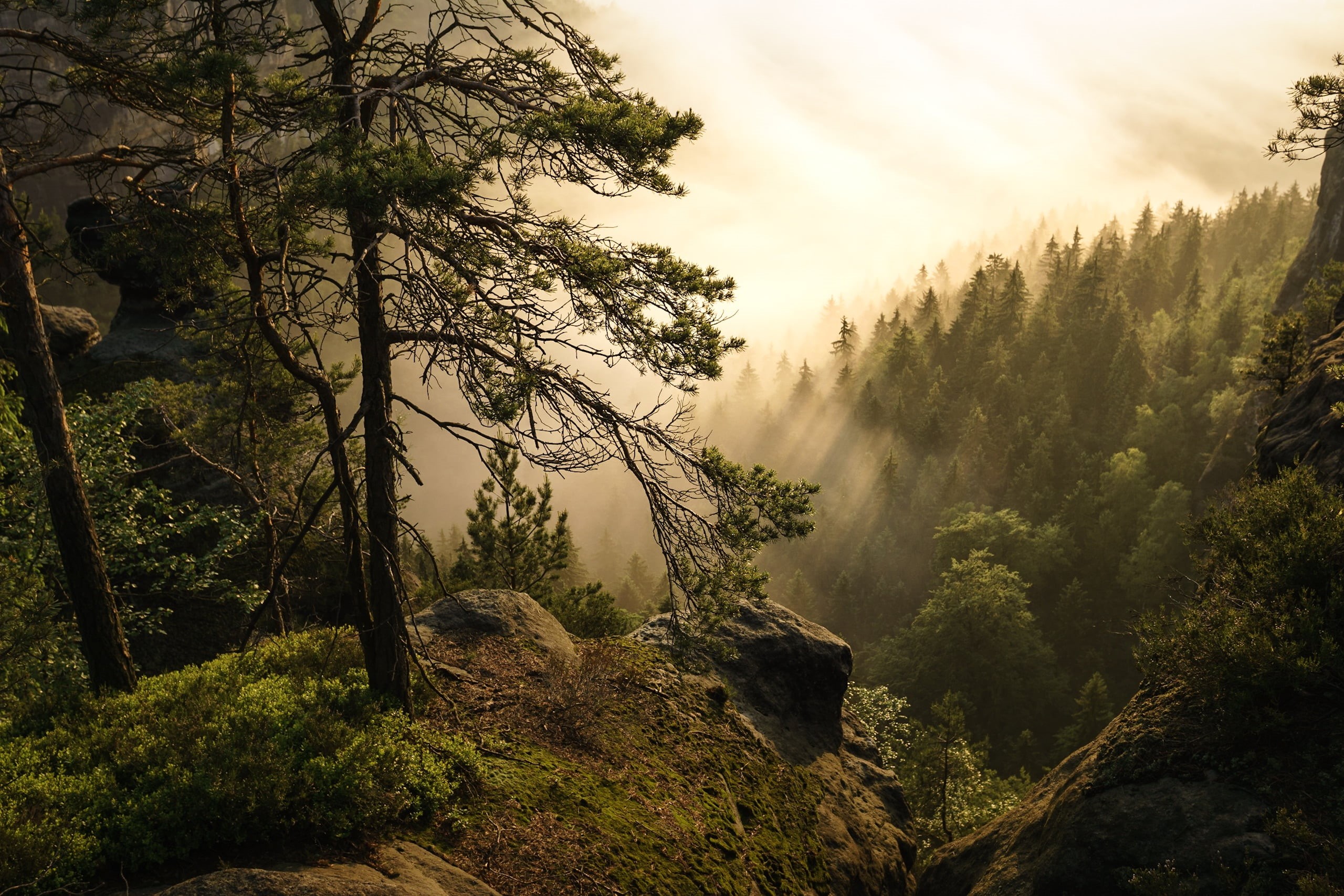 Saxon Switzerland, outdoors, Explore, mountain, green, Fog, nature, Landscape, photo, Baum, Sächsische Schweiz, Tree, forest, 2K, Nebel, scenics, trees, HD Wallpaper
