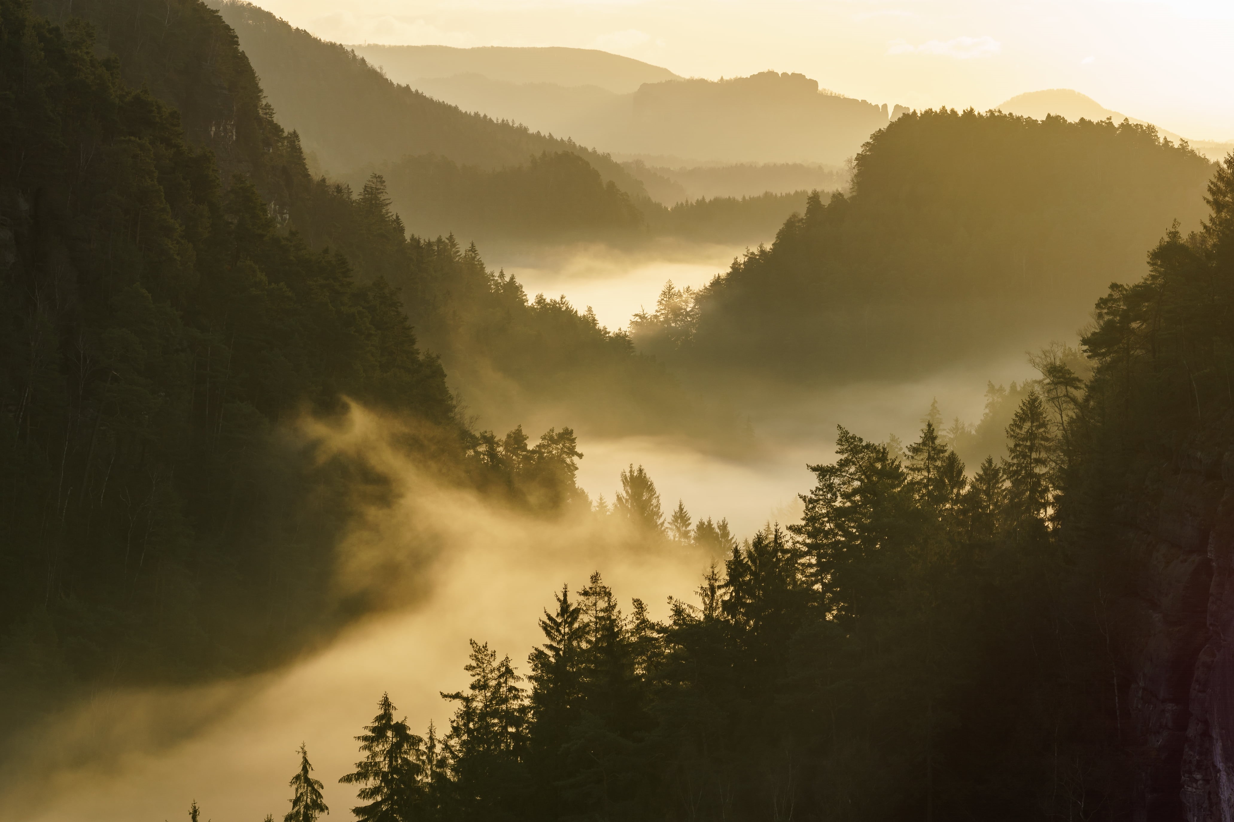 Macro, Nature, Sony  a6000, Explore, Nebel, photography, forest, Germany, OSS, Sächsische-Schweiz, mountains, outdoors, morning, Elbsandsteingebirge, under the mountains, HD Wallpaper