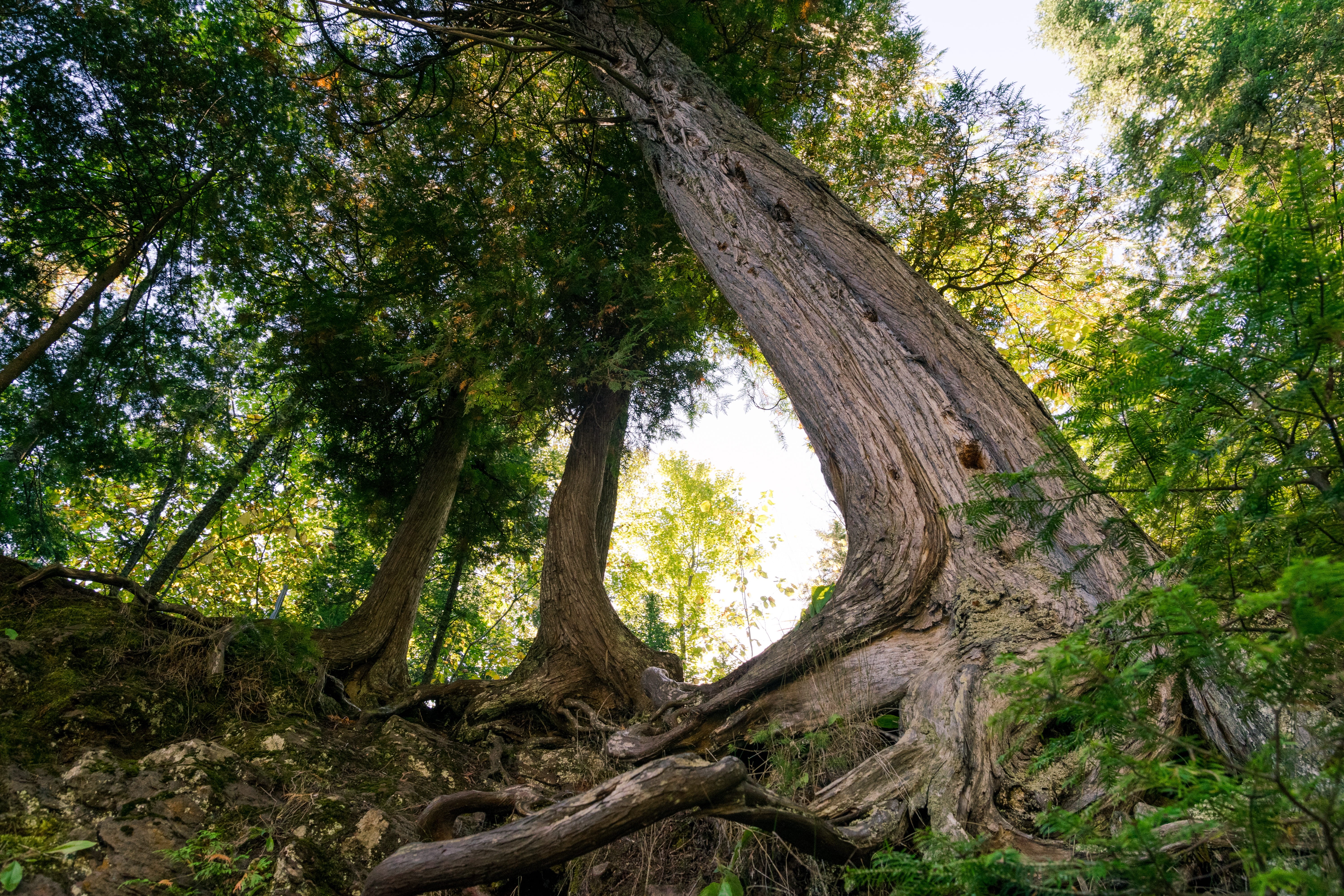 5K, flora, tranquil scene, eyeview, tree, conifer, upper peninsula of michigan, yew, scenics - nature, bark, growth, trunk, day, jungle, tree trunk, oak, HD Wallpaper
