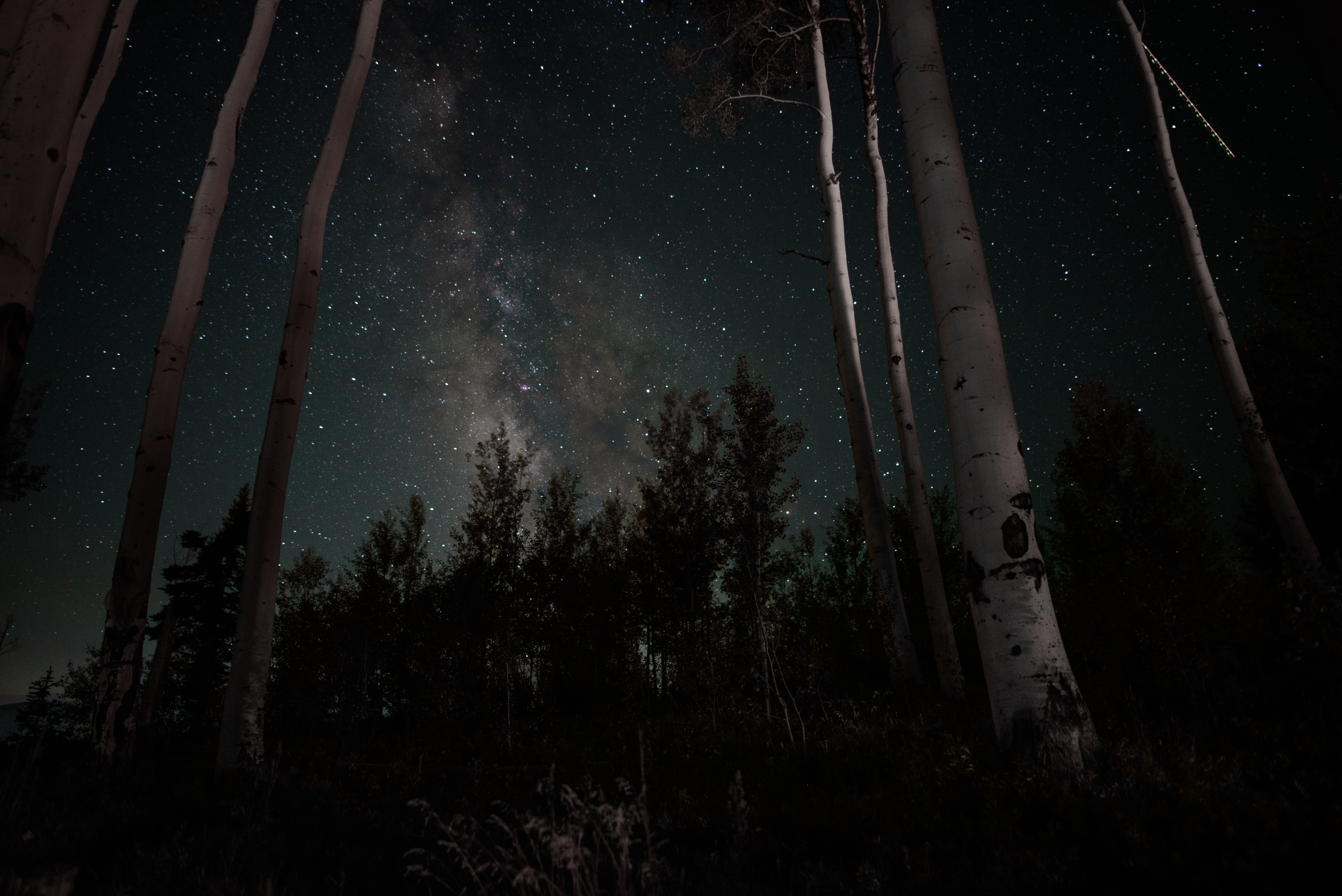 woodland, light, trunk, man, space, nature, milkyway, tranquil scene, low angle view, nighttime, astronomy, land, growth, scenics - nature, no people, trees, HD Wallpaper