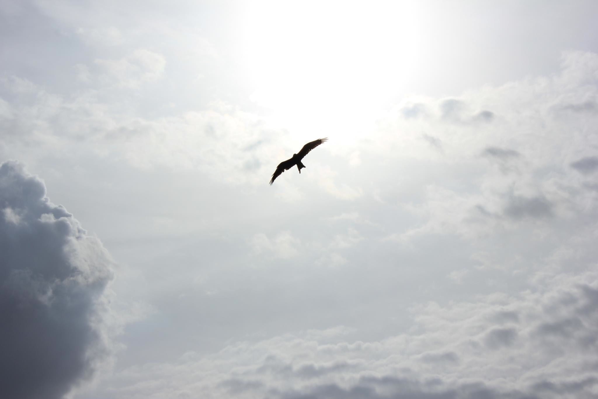 one animal, vertebrate, mid-air, animal themes, animal, animals in the wild, animal wildlife, cloud - sky, air, spread wings, wildlife, dom, soar, flying, HD Wallpaper