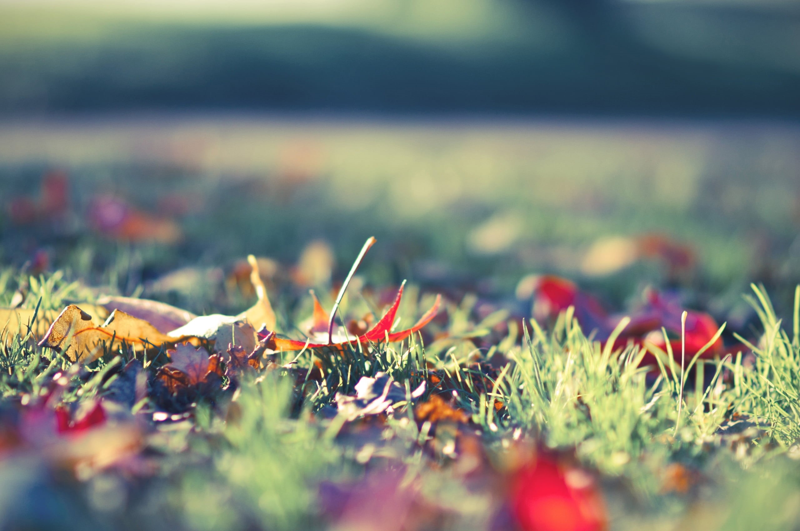 summer, backgrounds, red, colorful, flower, worm, landscape, land, poppy, tree, growth, day, springtime, selective focus, defocused, surface level, non-Urban Scene, HD Wallpaper