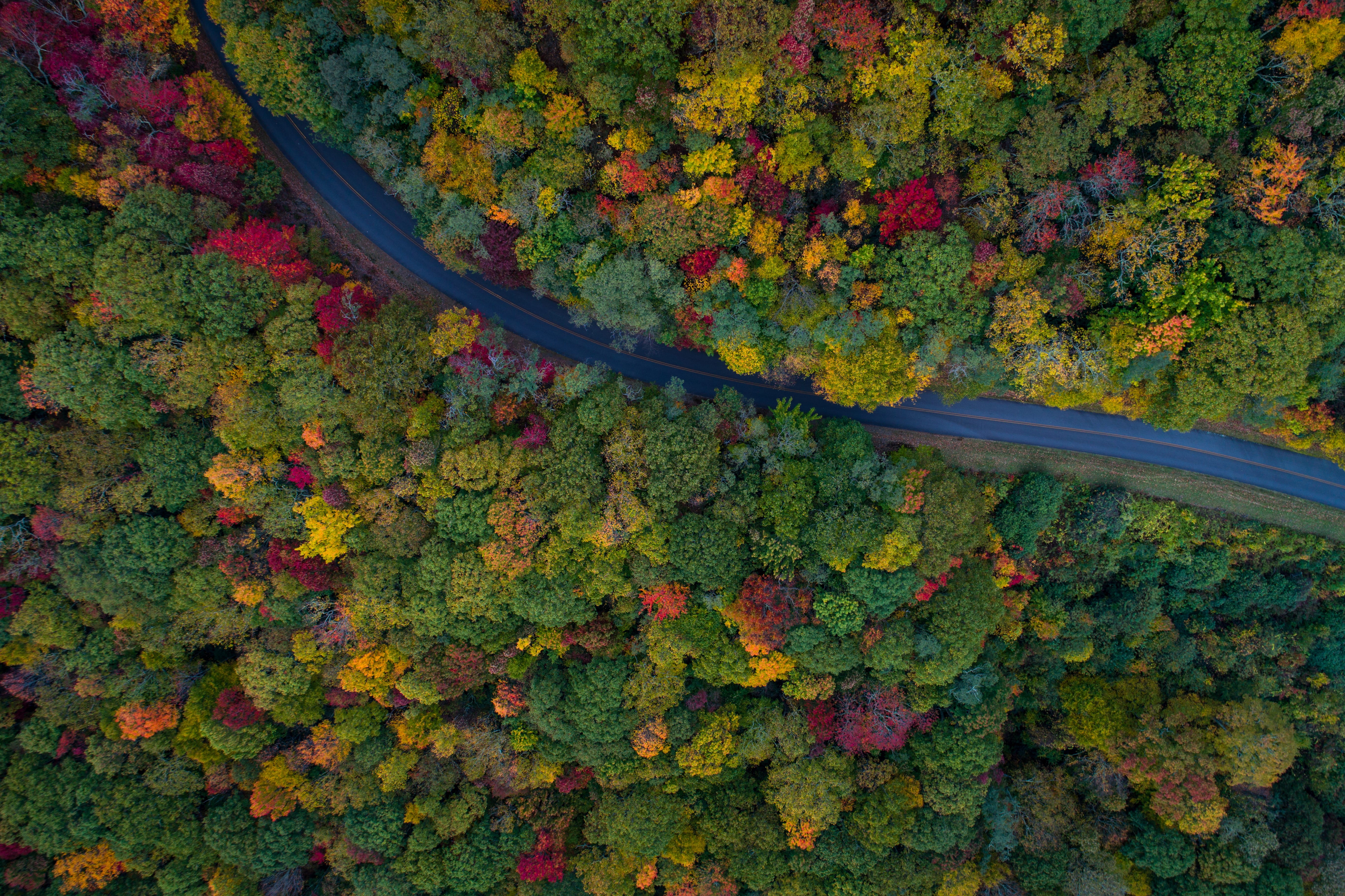 s, 5K, day, trees, woodland, autumn, forest, aerial, plant, outdoors, gray, green color, close-up, plant part, tree, multi colored, water, road, track, HD Wallpaper