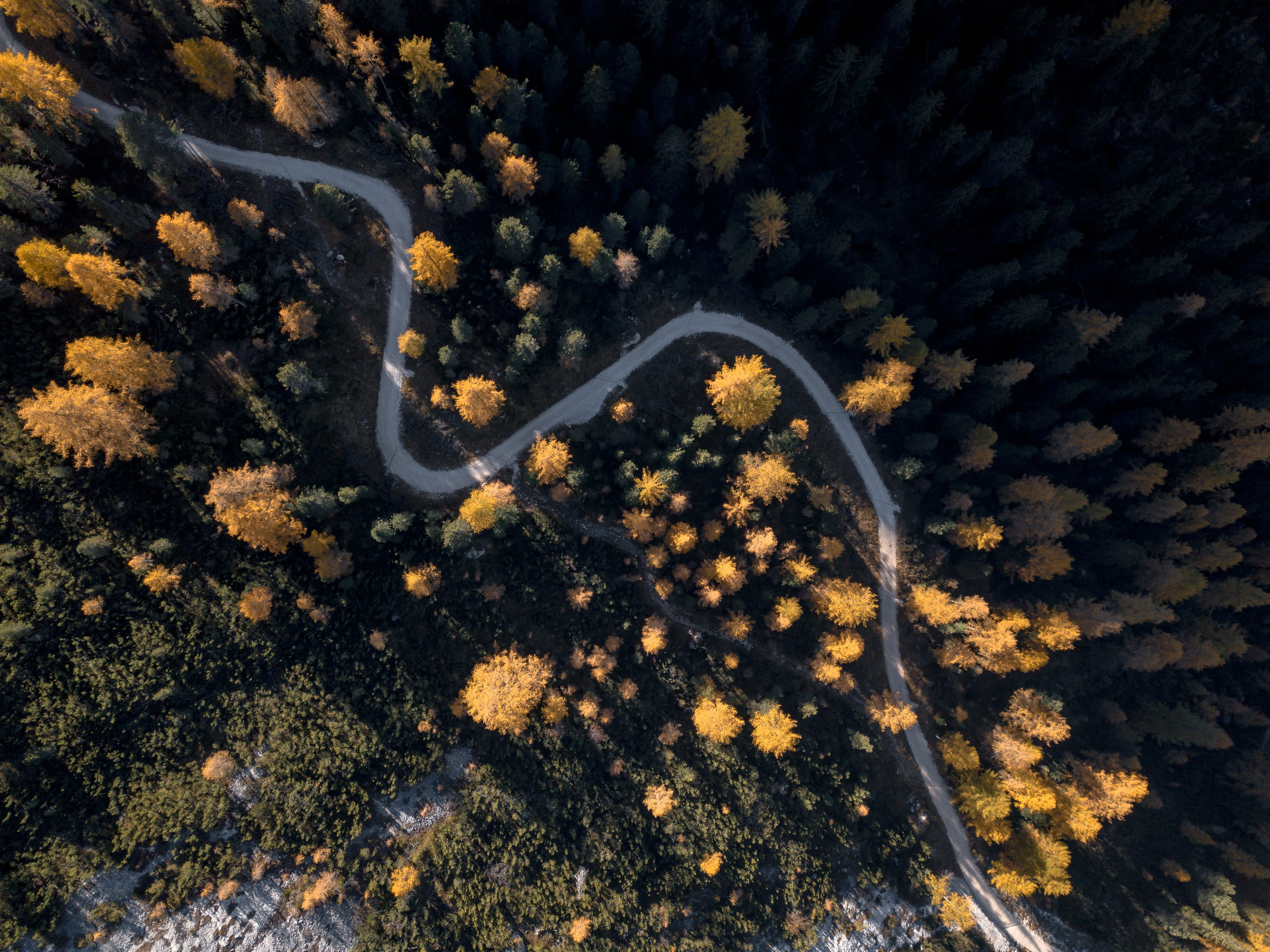 photography, high angle view, transportation, bend, growth, outdoors, 4K, beauty in nature, day, bird, landscape, wood, road, s, change, environment, trees, HD Wallpaper