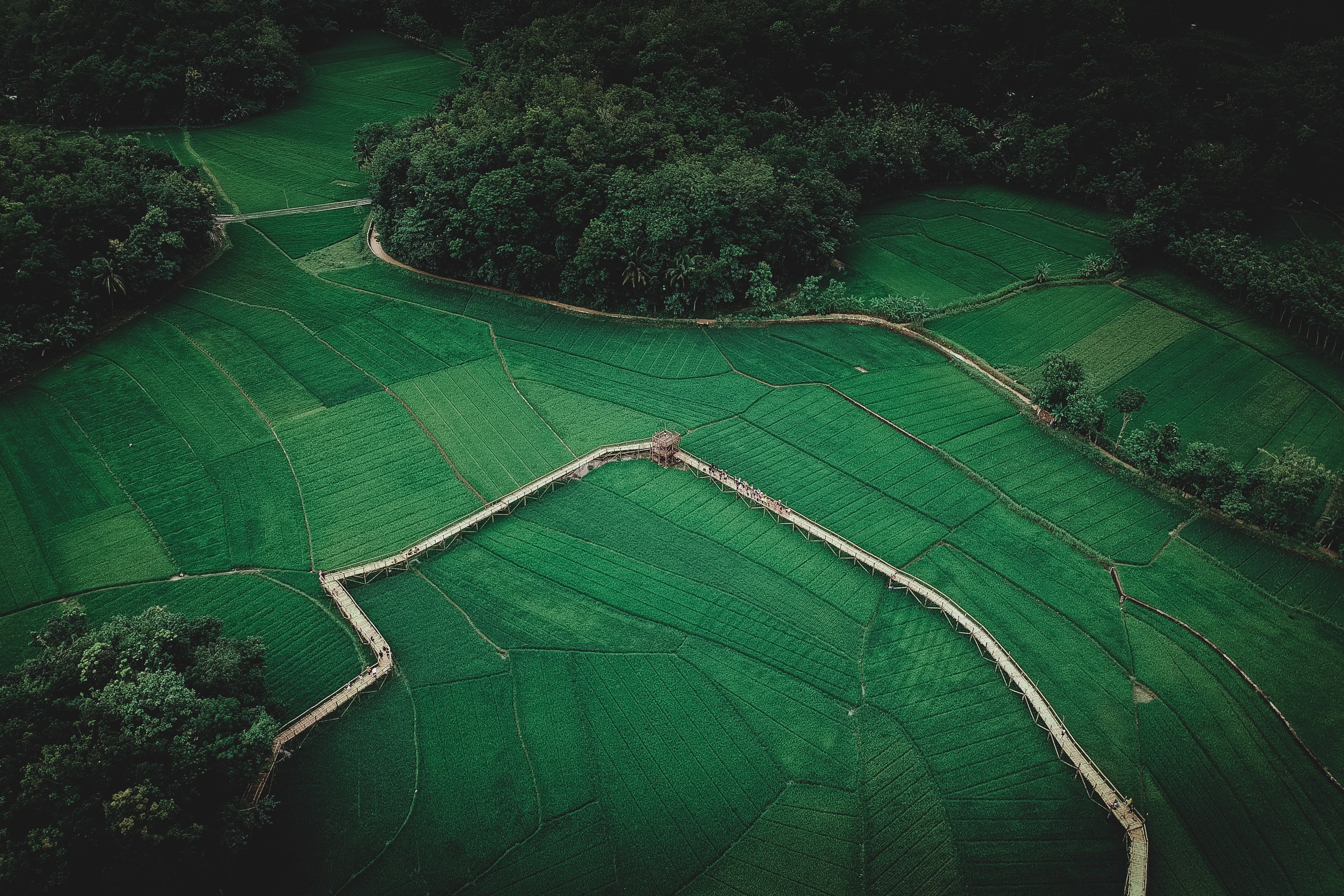 no people, plant, grass, tranquility, high angle view, crop, outdoors, beauty in nature, tranquil scene, plantation, photo, rural scene, farm, aerial, growth, HD Wallpaper