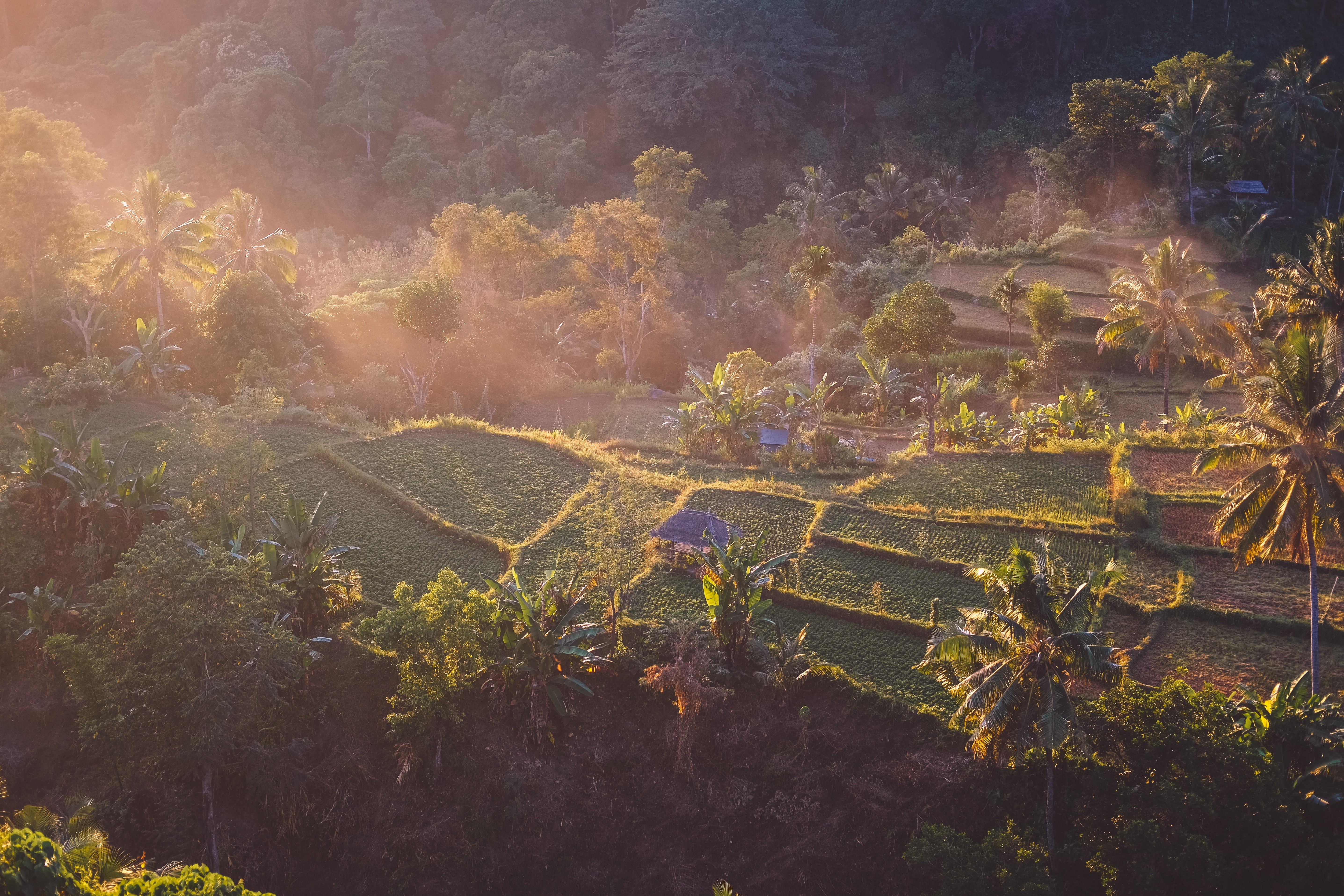 aerial, green Color, field, outdoor, tea Crop, growth, sunlight, farming, angkhang, mist, sky, agriculture, top view, terraced Field, non-Urban Scene, landscaped, HD Wallpaper