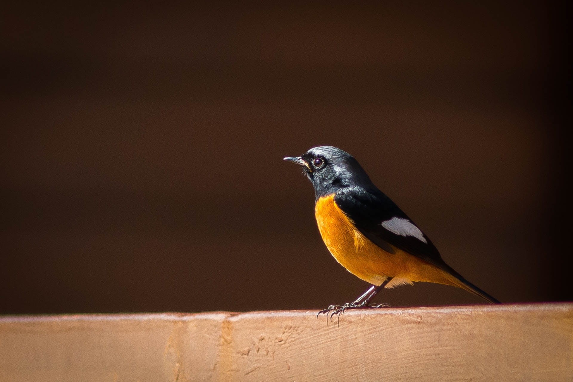 no people, vertebrate, day, birds of the red belly, phoenicurus phoenicurus, angkhang, profile view, redstart, animals in the wild, songbird, bird, close-up, HD Wallpaper