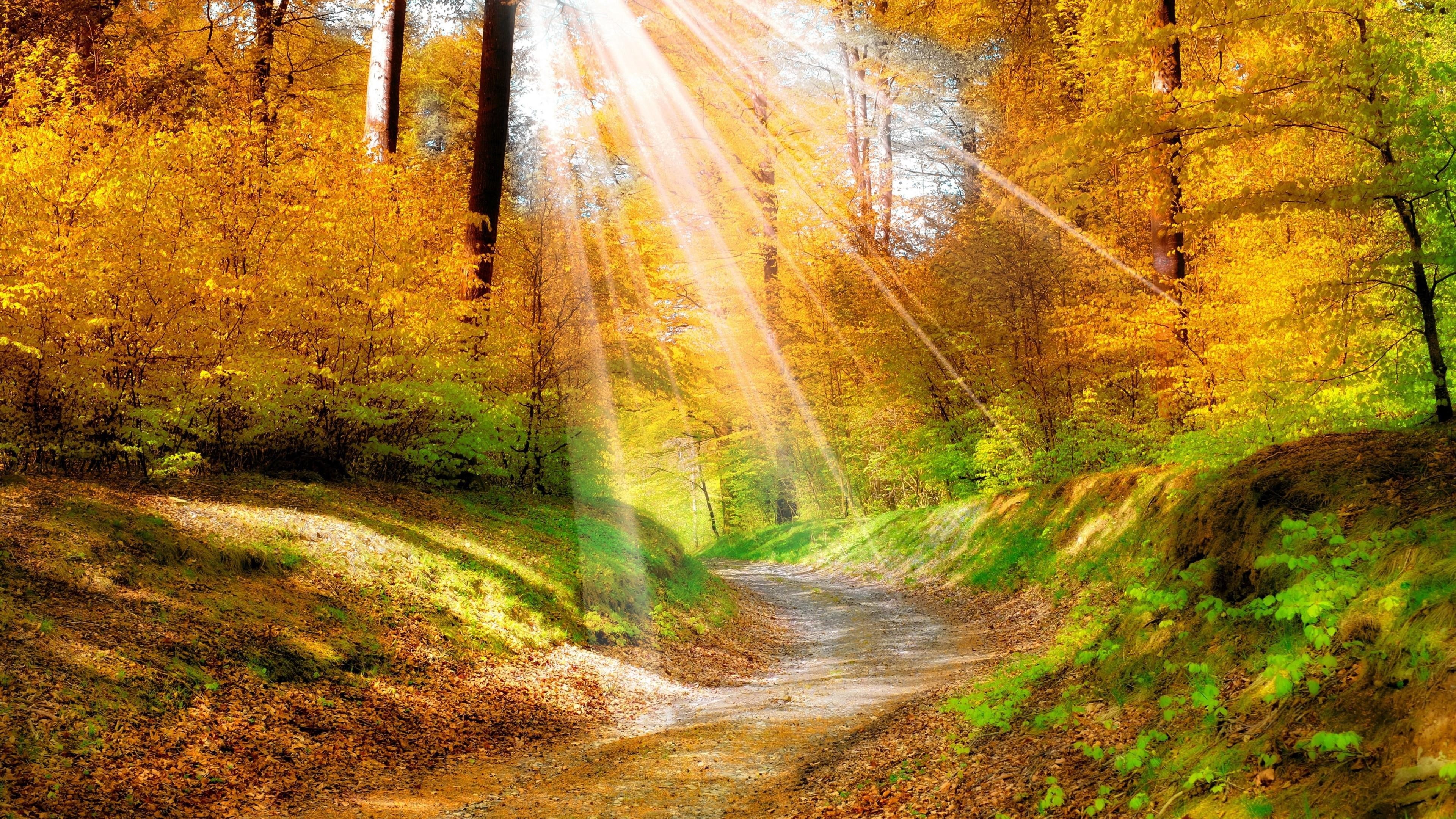 sunshine, sunray, leaves, 4K, sunlight, sunny, stromy, yellow forest, autumn, forest, path, HD Wallpaper