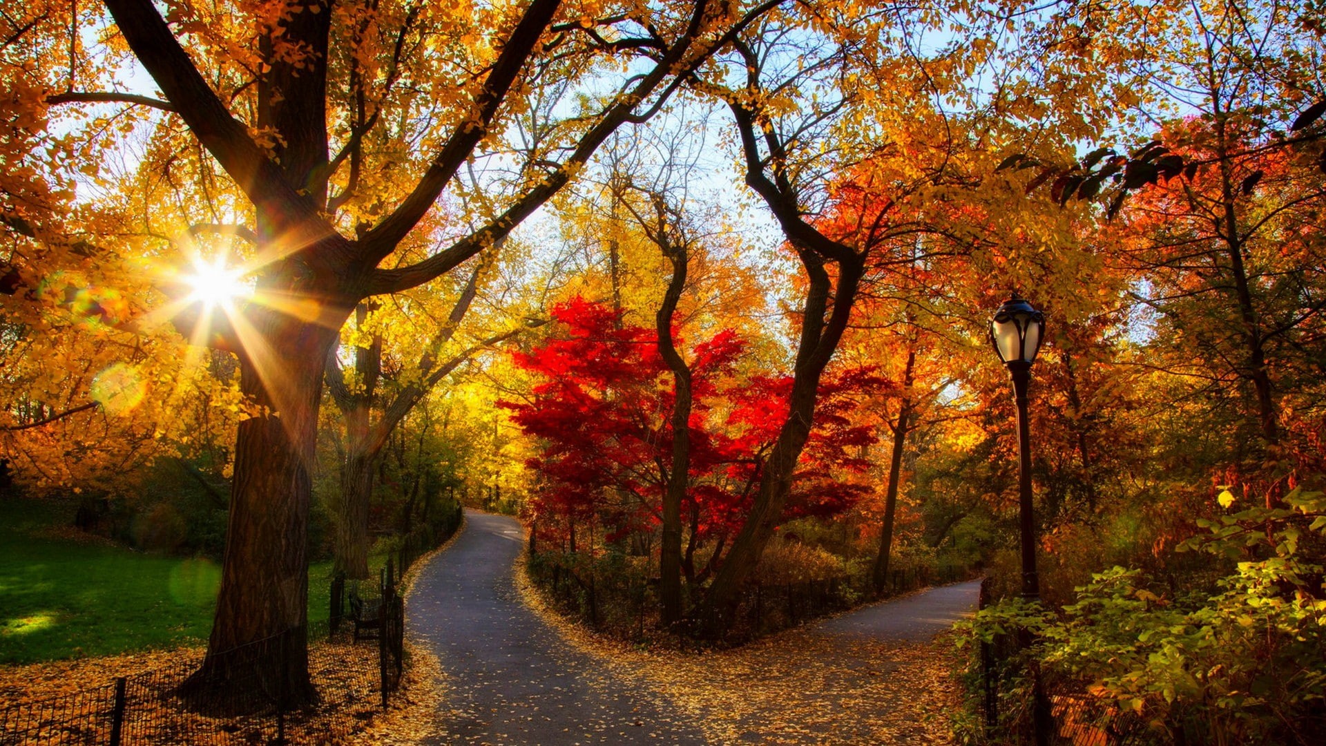 colors, walkway, rays, forest, tree, branch, woodland, autumn, deciduous, nature, sunray, morning, fall, park, sunshine, leaf, 1080P, HD Wallpaper