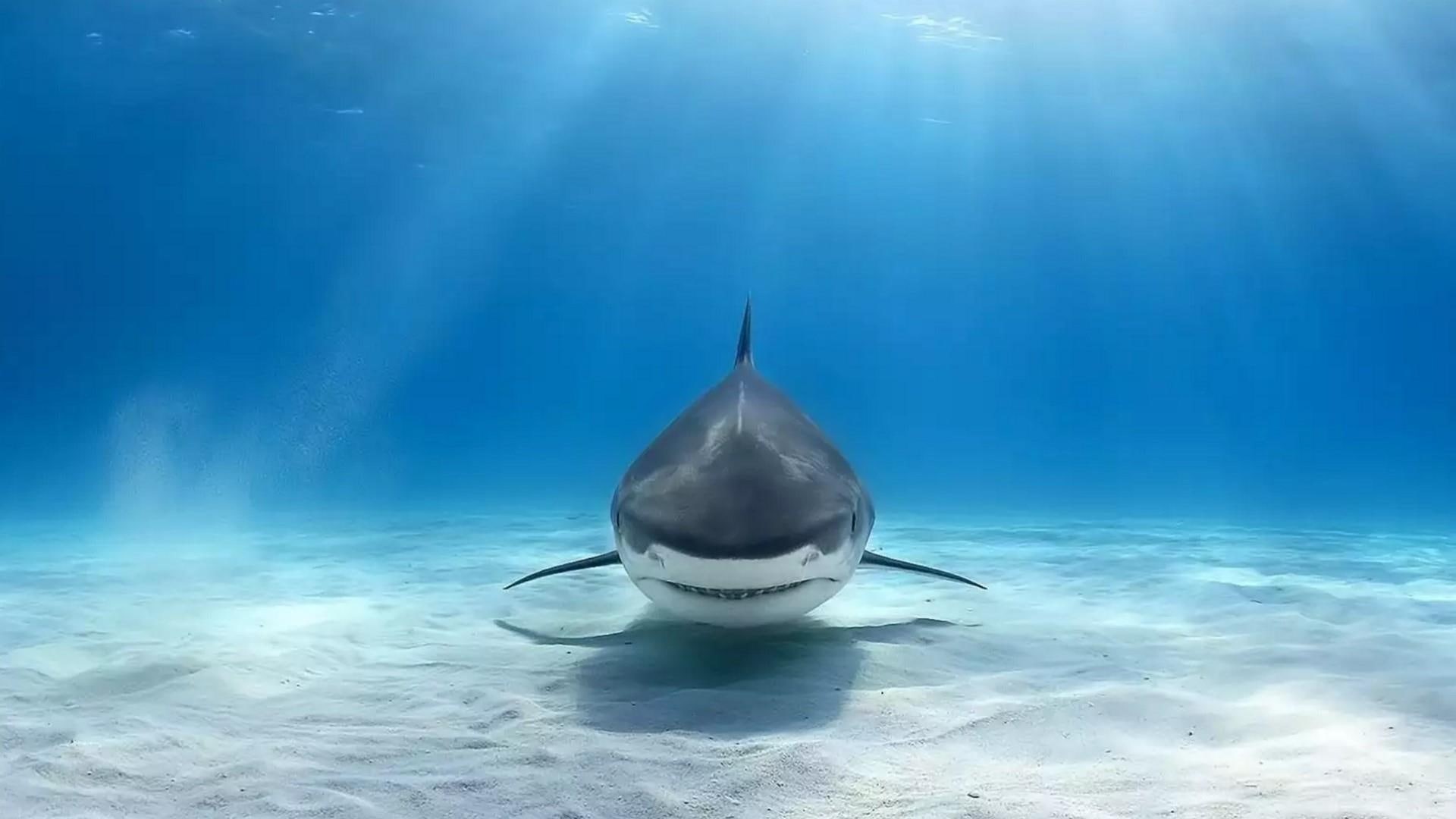 sand, 1080P, water, sunray, shark, HD Wallpaper
