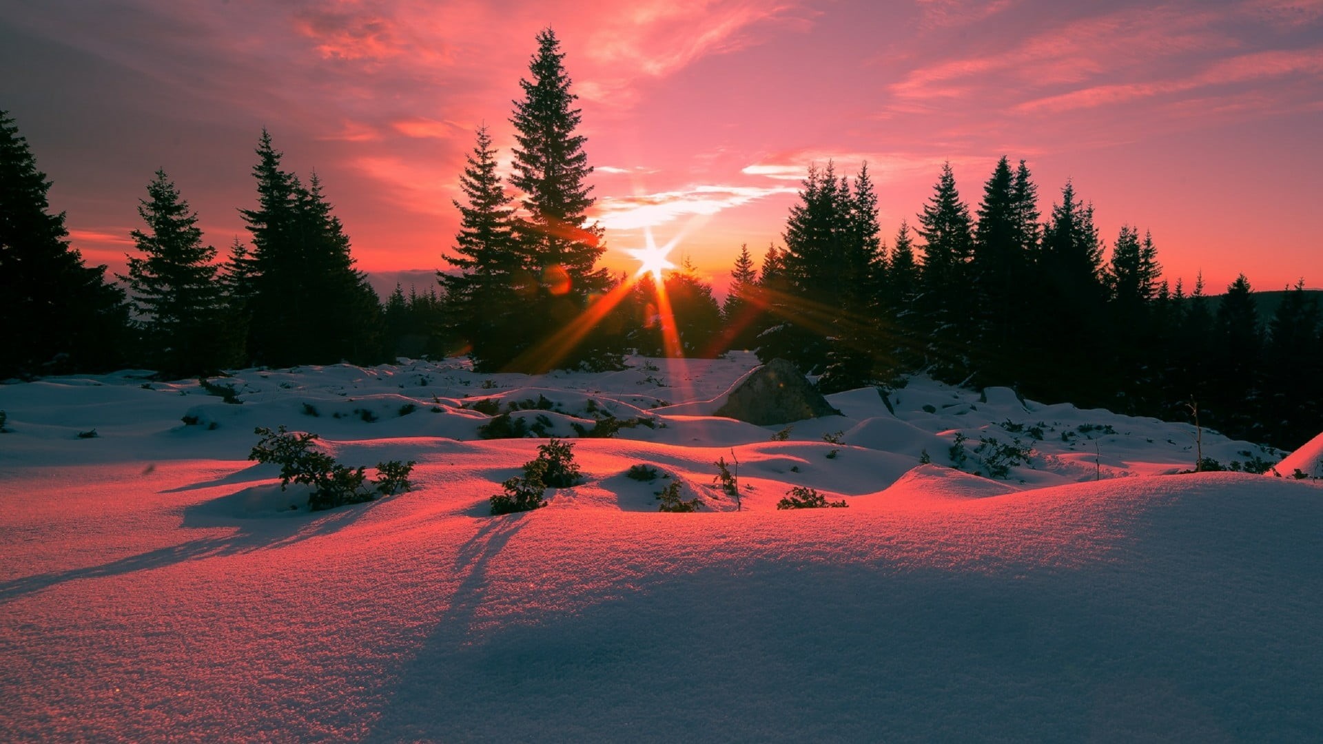 beauty in nature, pine tree, scenics - nature, no people, cold temperature, nature, sunlight, coniferous tree, snow, orange color, sun, sunbeam, morning, HD Wallpaper