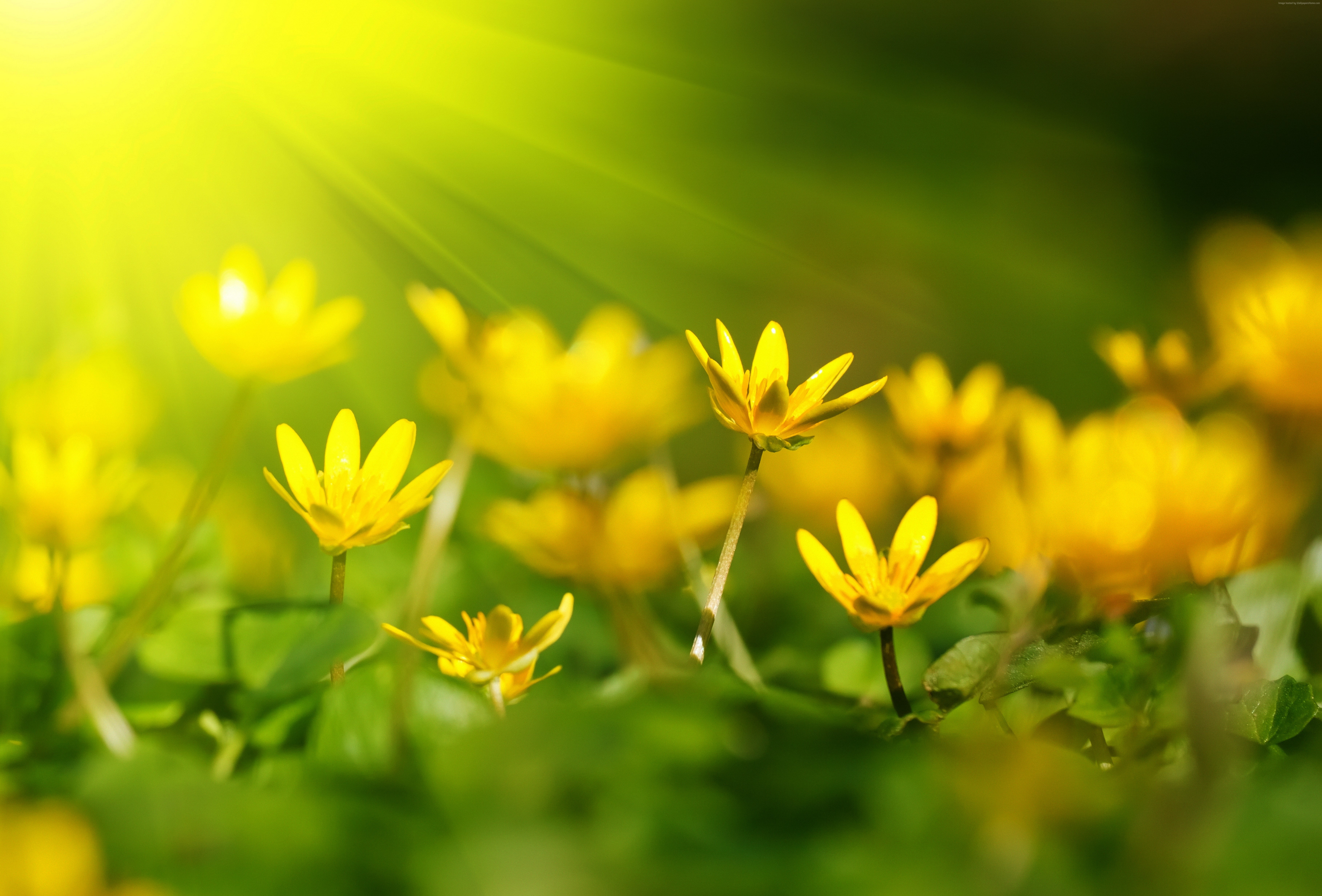 4k, yellow, sunray, Flowers, green grass, 8k, 5K, 5k, HD Wallpaper
