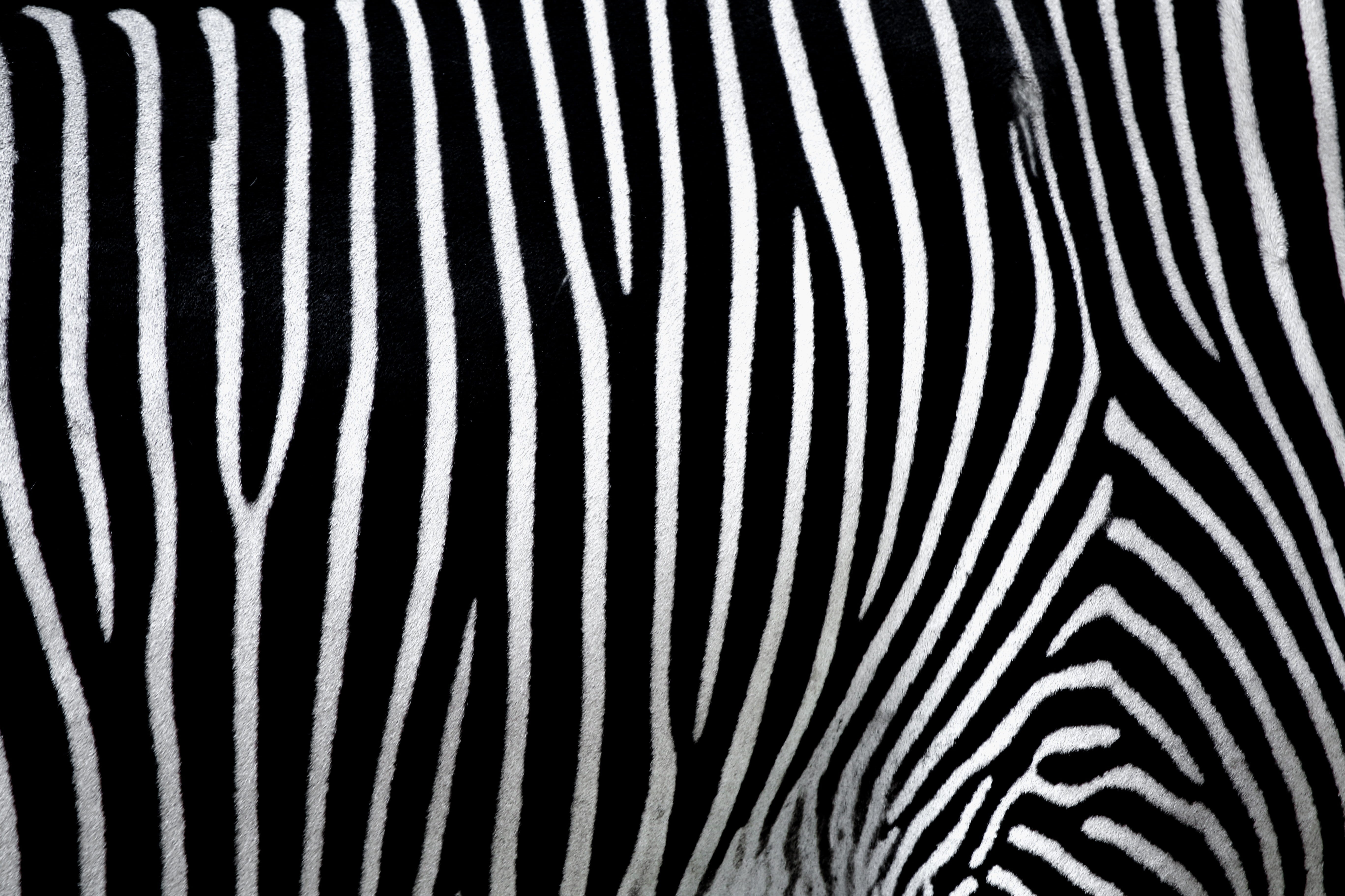 animal wildlife, drawing, abstract, herbivorous, fur, striped, texture, no people, safari, background, pattern, crosswalk, animal themes, zebra, one animal, HD Wallpaper