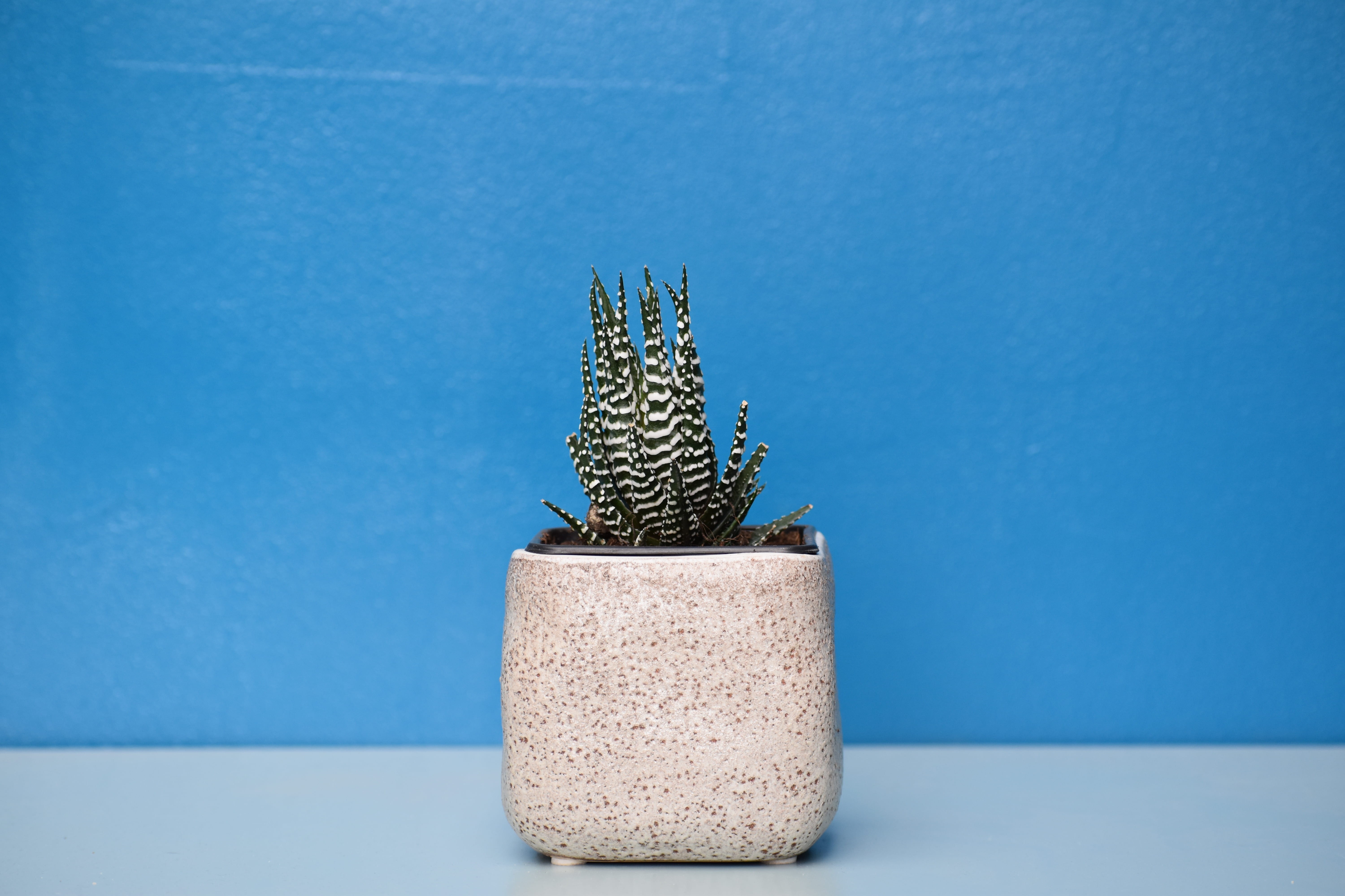 creativity, no people, planter, stripes, square, cactus, close-up, potted plant, succulent, nature, colored background, pot, indoors, white, bleu, studio shot, HD Wallpaper
