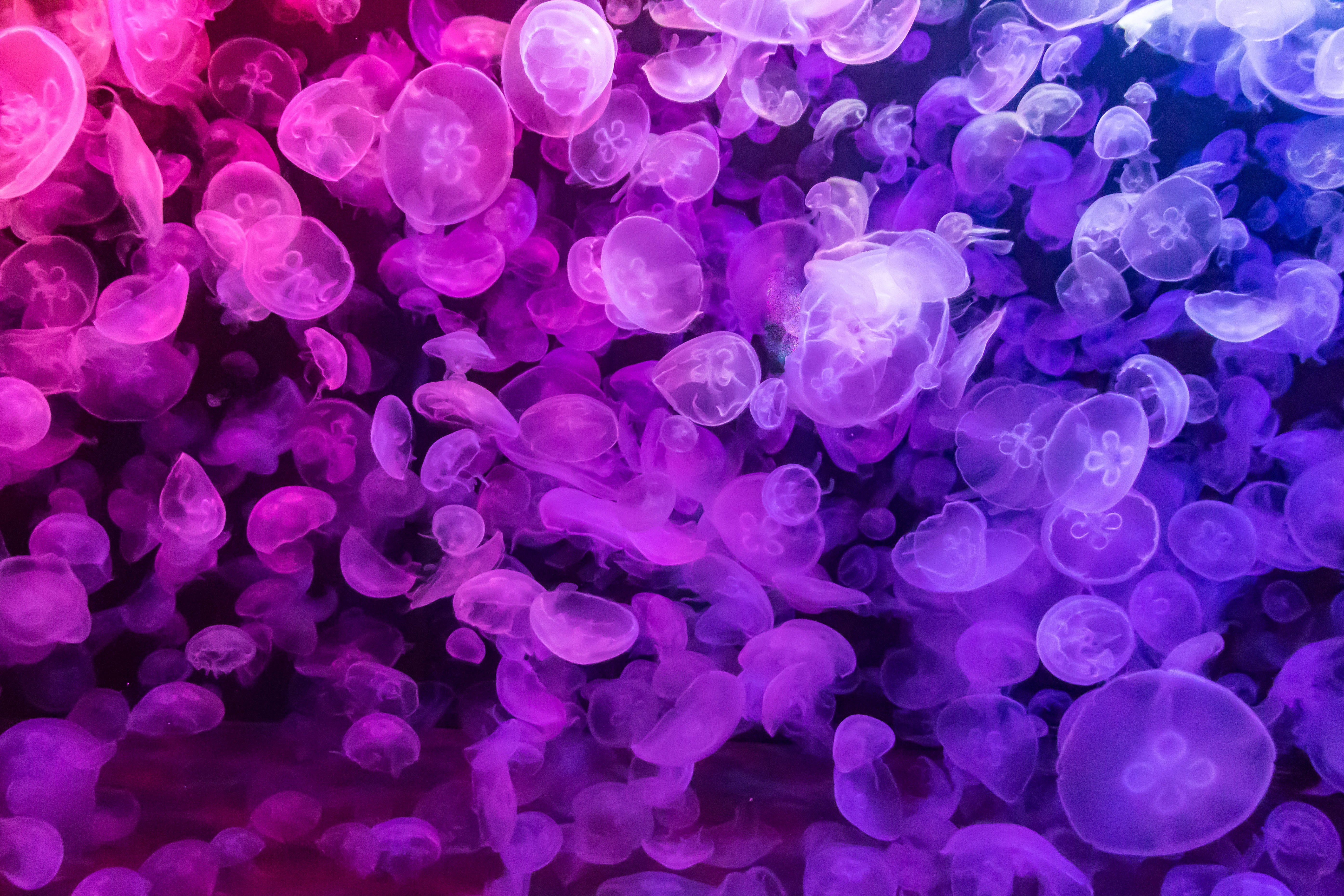 full frame, purple, portrait, rouge, fragility, nature, aquarium de biarritz, blue, biarritz, lilac, femme, close-up, flowering plant, meduse, no people, HD Wallpaper