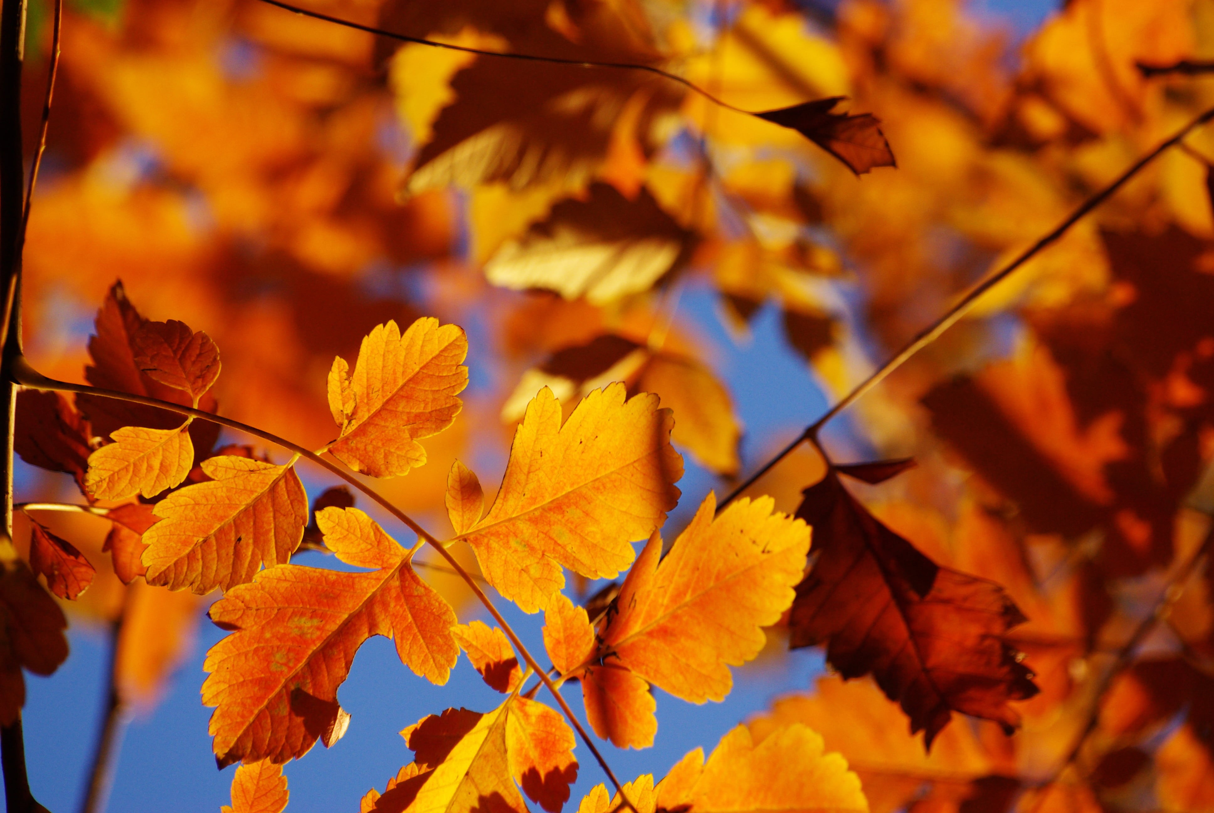 Novembre, arbre, 4K, branch, hoja, is there a ghost, october, yellow, vibrant Color, tree, orange, backgrounds, city, multi Colored, forest, season, nature, HD Wallpaper