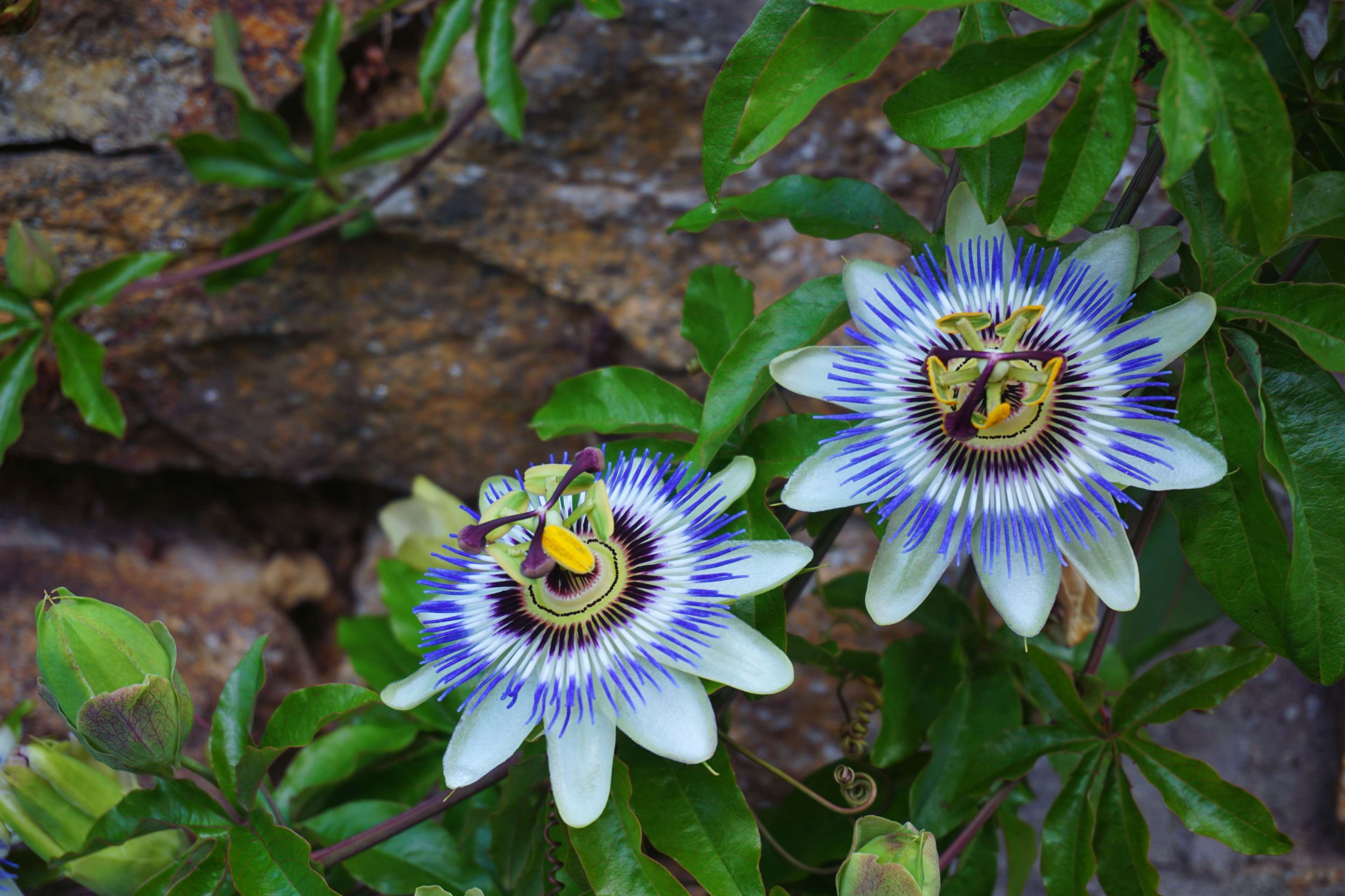 4K, passion flower, fleurs, no people, beauty in nature, passiflore, flower head, flowering plant, fragility, plant part, flower, plant, vulnerability, HD Wallpaper