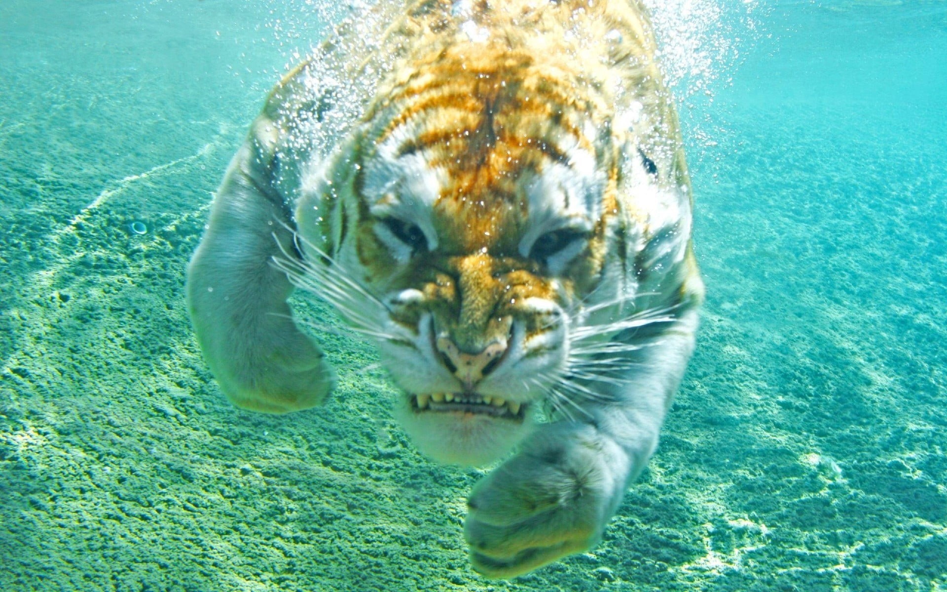 turquoise colored, turquoise, outdoors, sea, tiger, day, no people, animal head, cat, bubbles, mammal, big cats, swimming pool, water, marine, animal, 1080P, HD Wallpaper