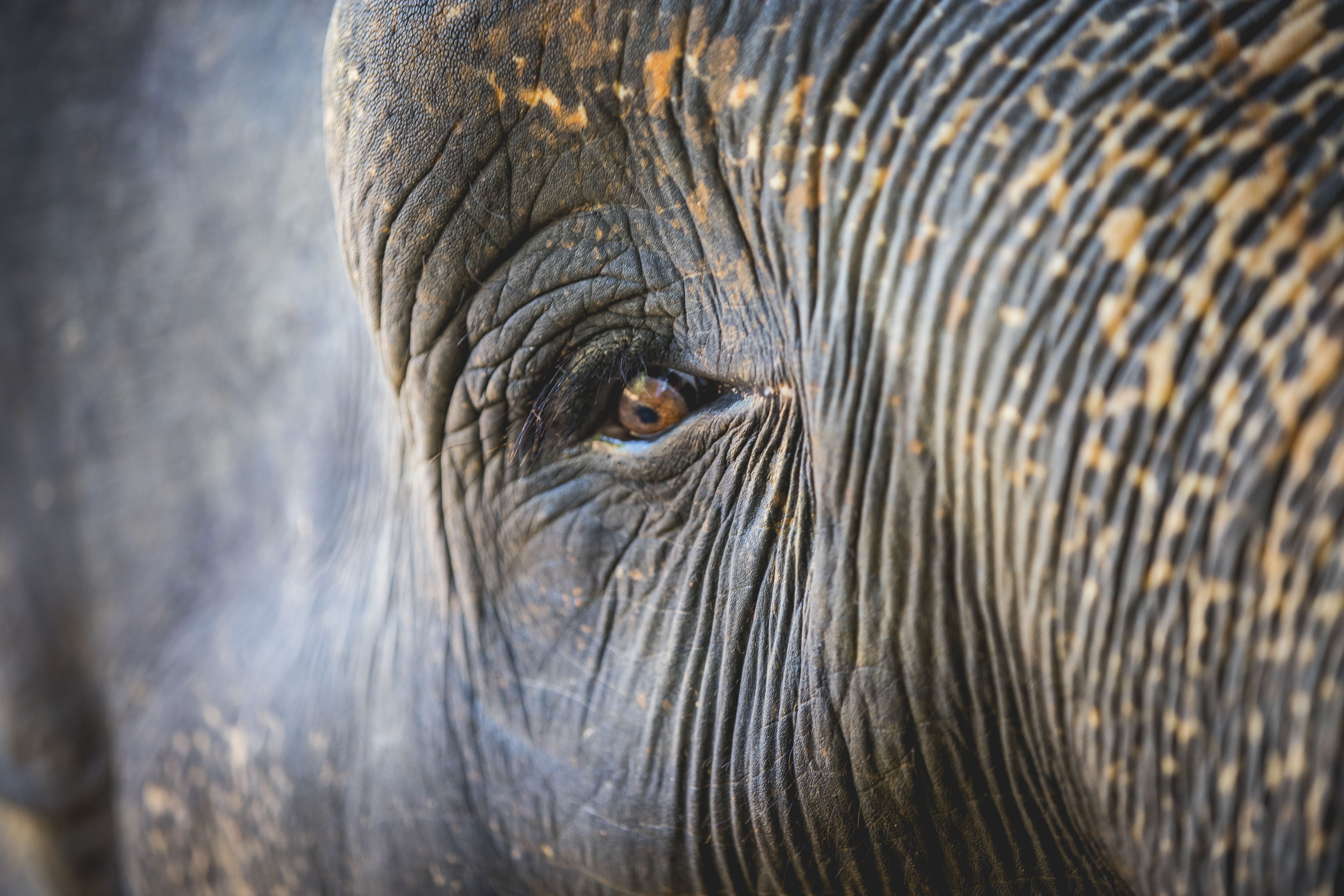 close-up, no people, one animal, photography, wildlife, sri, animal trunk, s, portrait, mammal, close, 5K, elephant, animal wildlife, vertebrate, asian elephant, HD Wallpaper