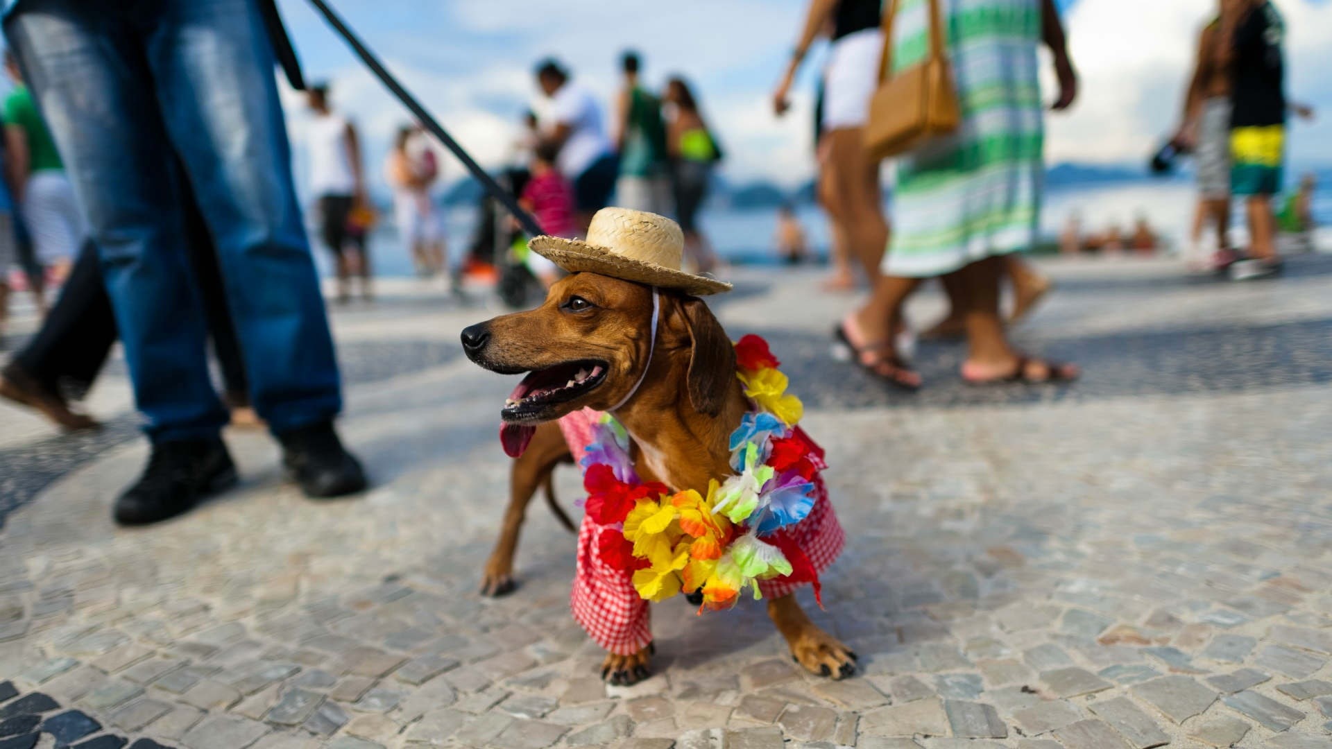 1080P, Brazil, Copacabana, Rio de Janeiro, hat, carnival, beach, Dachshund, HD Wallpaper