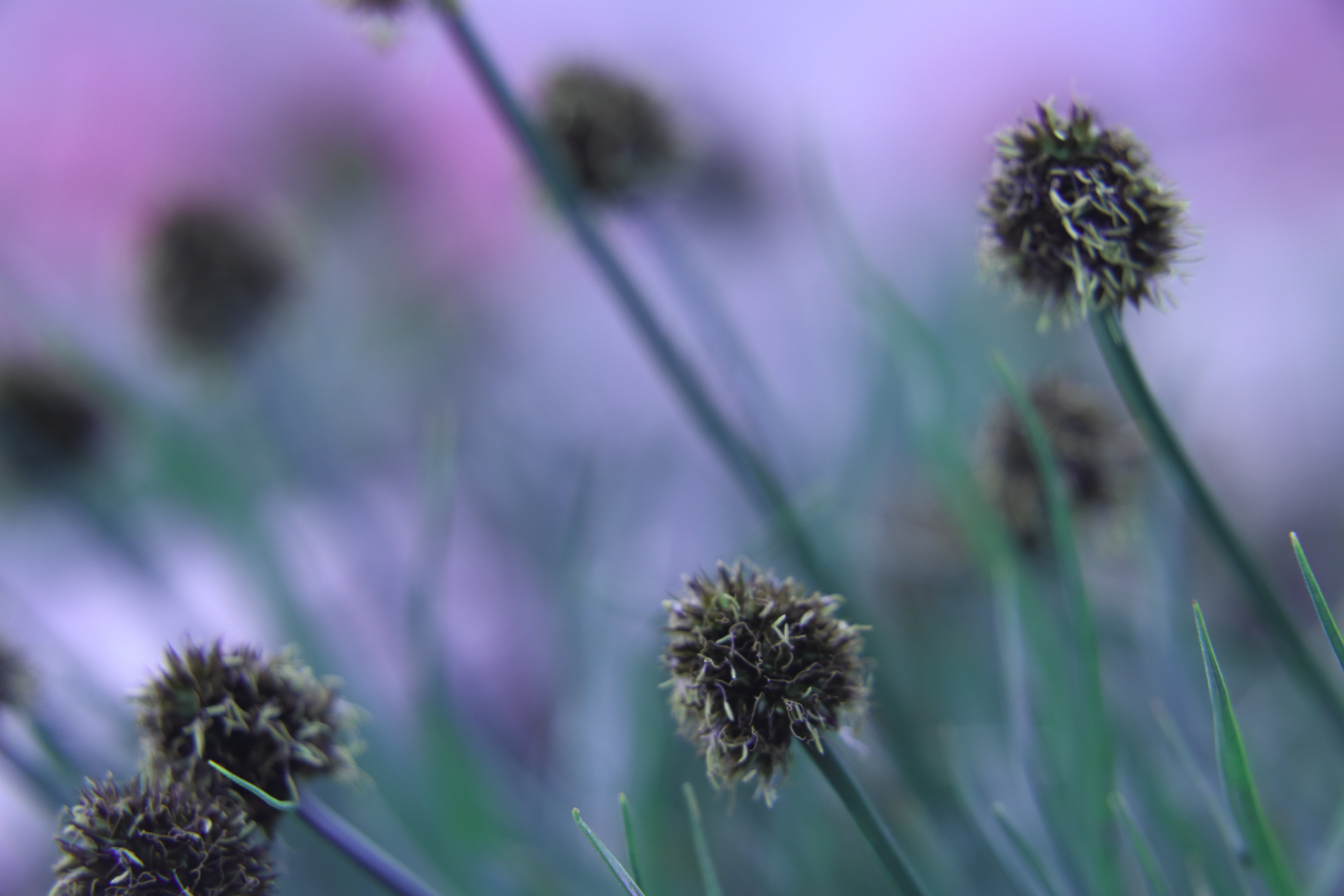 macro lens, nature, petaled, close up, summer, Snowy Range, Melody, selective, 5K, Mountain  meadow, yellow, flowers, plant, flower, bokeh, close-up, Medicine Bow  Wyoming, HD Wallpaper