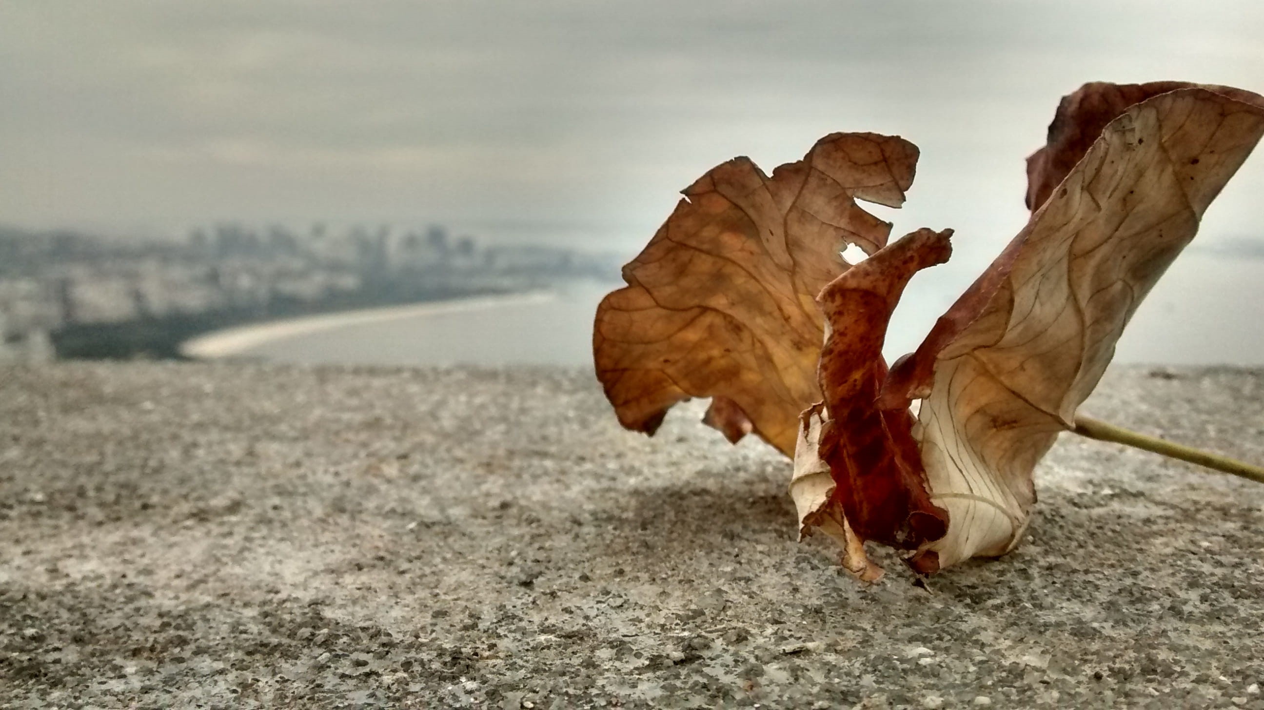 dead plant, dry, plant part, environment, close-up, outdoors, seca, vulnerability, tranquility, natureza, landscape, focus on foreground, macro, architecture, HD Wallpaper