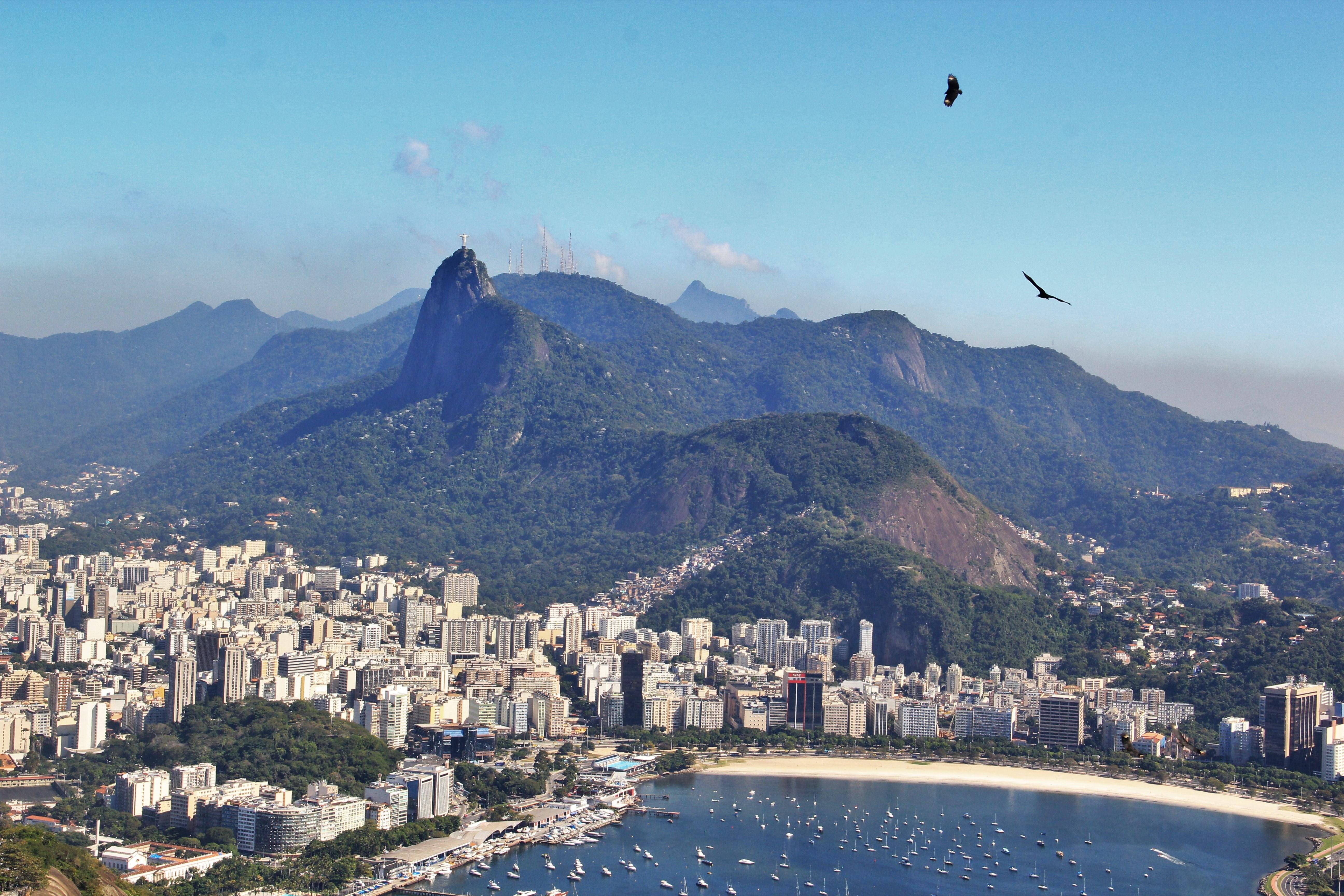 views of corcovado, animal themes, brazil, white, gorgeous, nature, aerial, flying, sea, view, unique, holiday, animal, landmark, second largest city in brazil, HD Wallpaper
