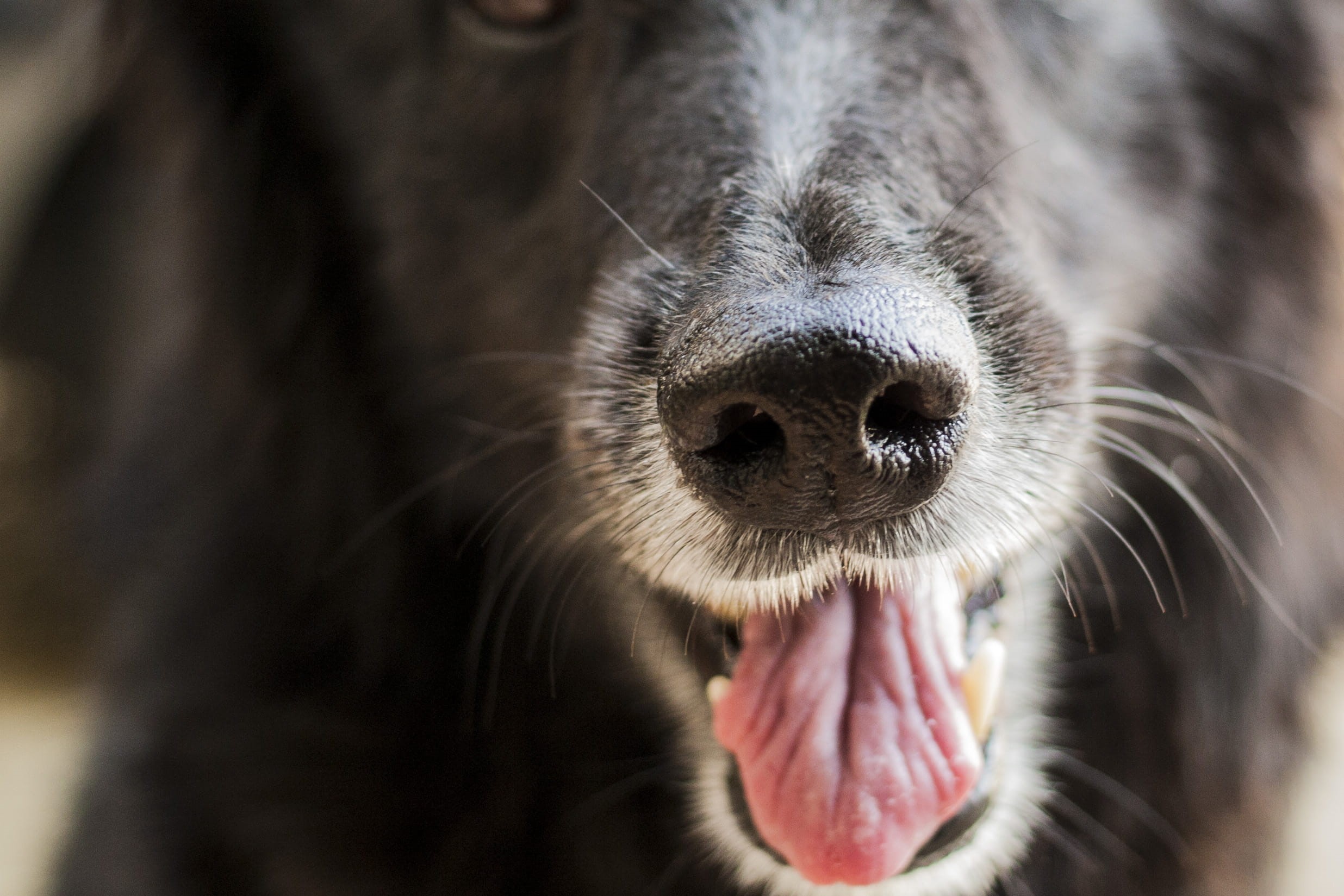 nose, close-up, one animal, canine, botafogo, animal body part, snout, cachorro, lick, animal teeth, nariz, dog nose, domestic animals, dog, whisker, mouth open, HD Wallpaper