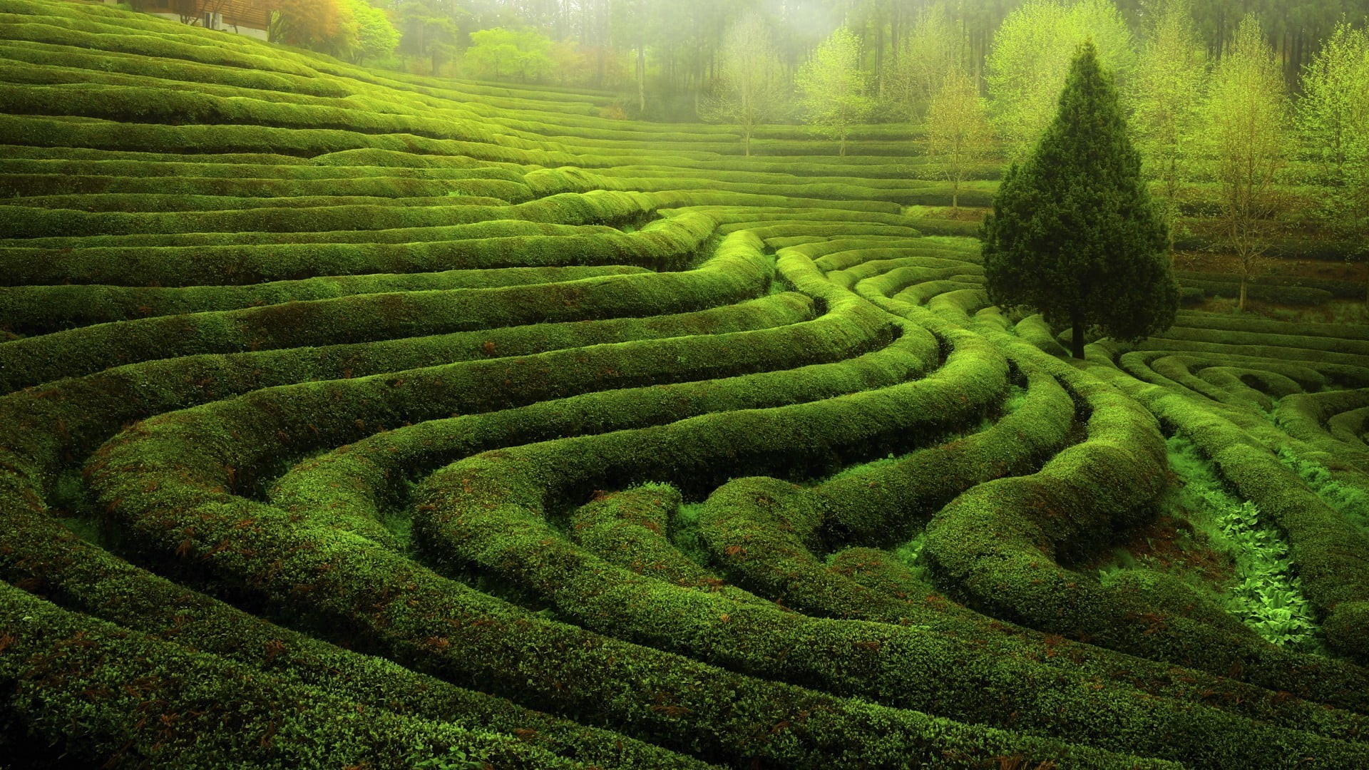 highland, scenics, plantation, crop, plants, agriculture, tea Crop, land, pattern, backgrounds, leaf, rural Scene, landscape, asia, scenics - nature, illustration, HD Wallpaper