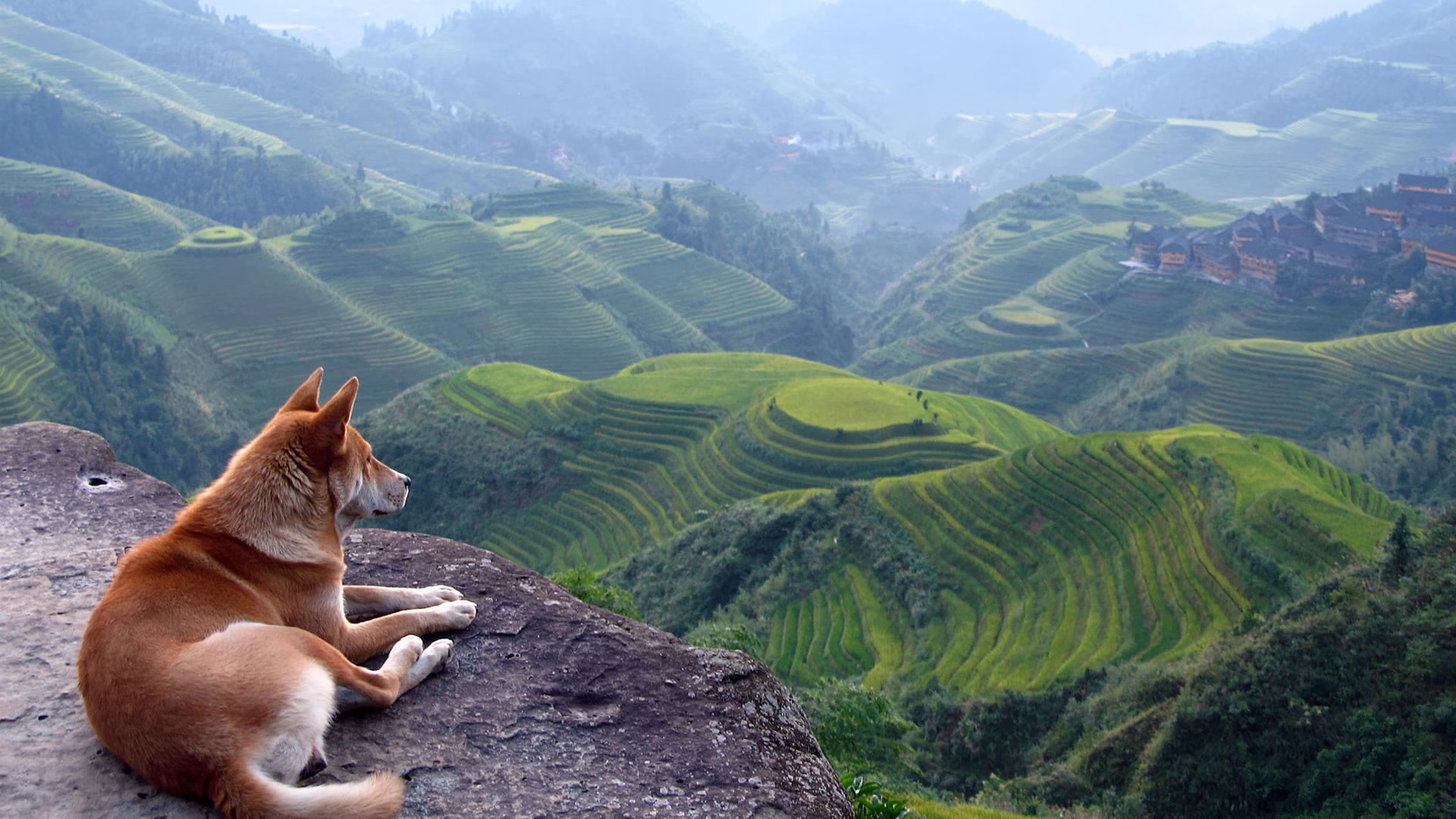 animals, dog, vertebrate, field, nature, environment, outdoors, domestic animals, Shiba Inu, mammal, no people, animal themes, plant, landscape, green color, HD Wallpaper
